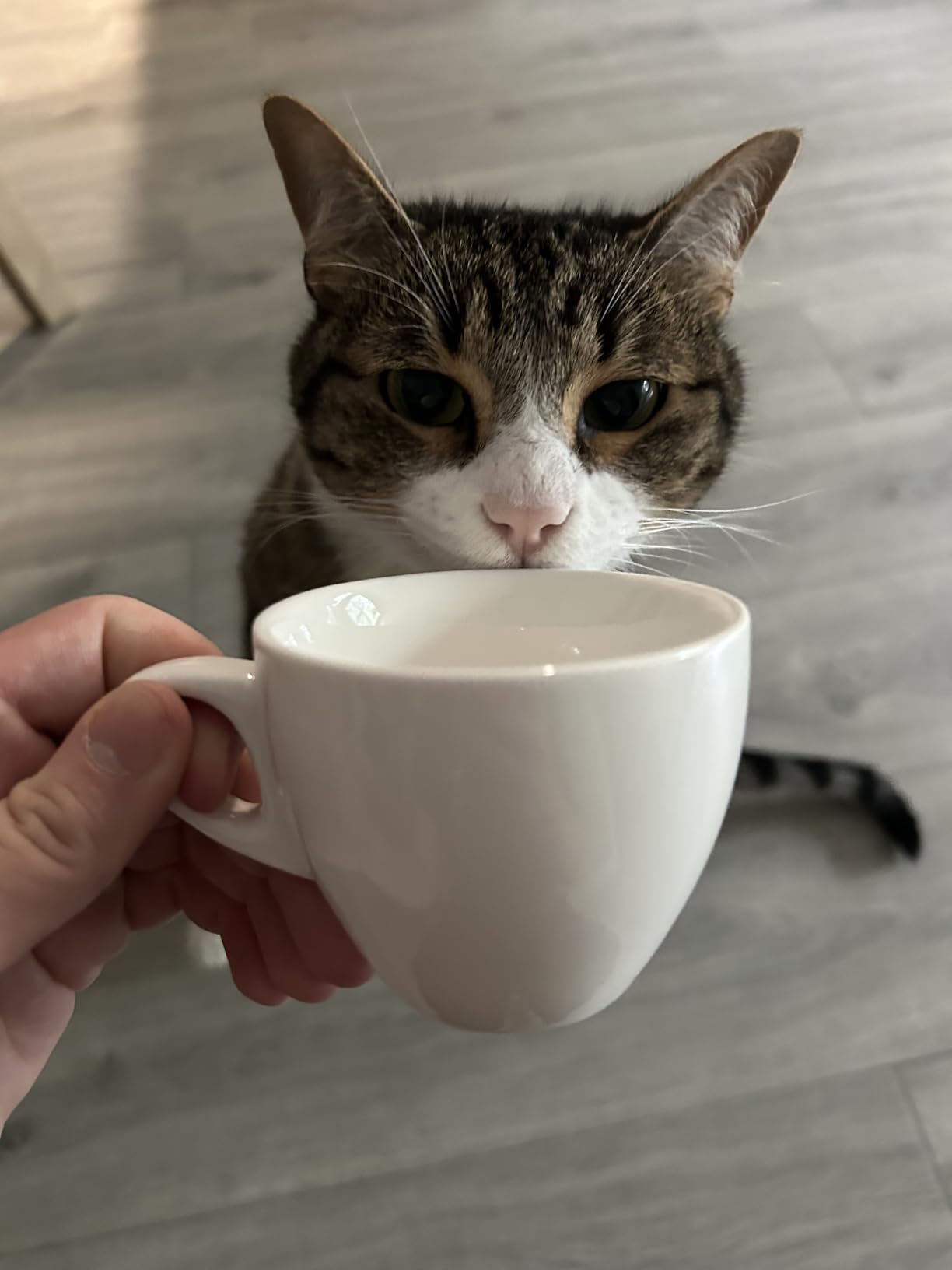 Sweese 2 Ounce Espresso Cups with Saucers, Porcelain Espresso Cups Set of 6 - White customer photo 2