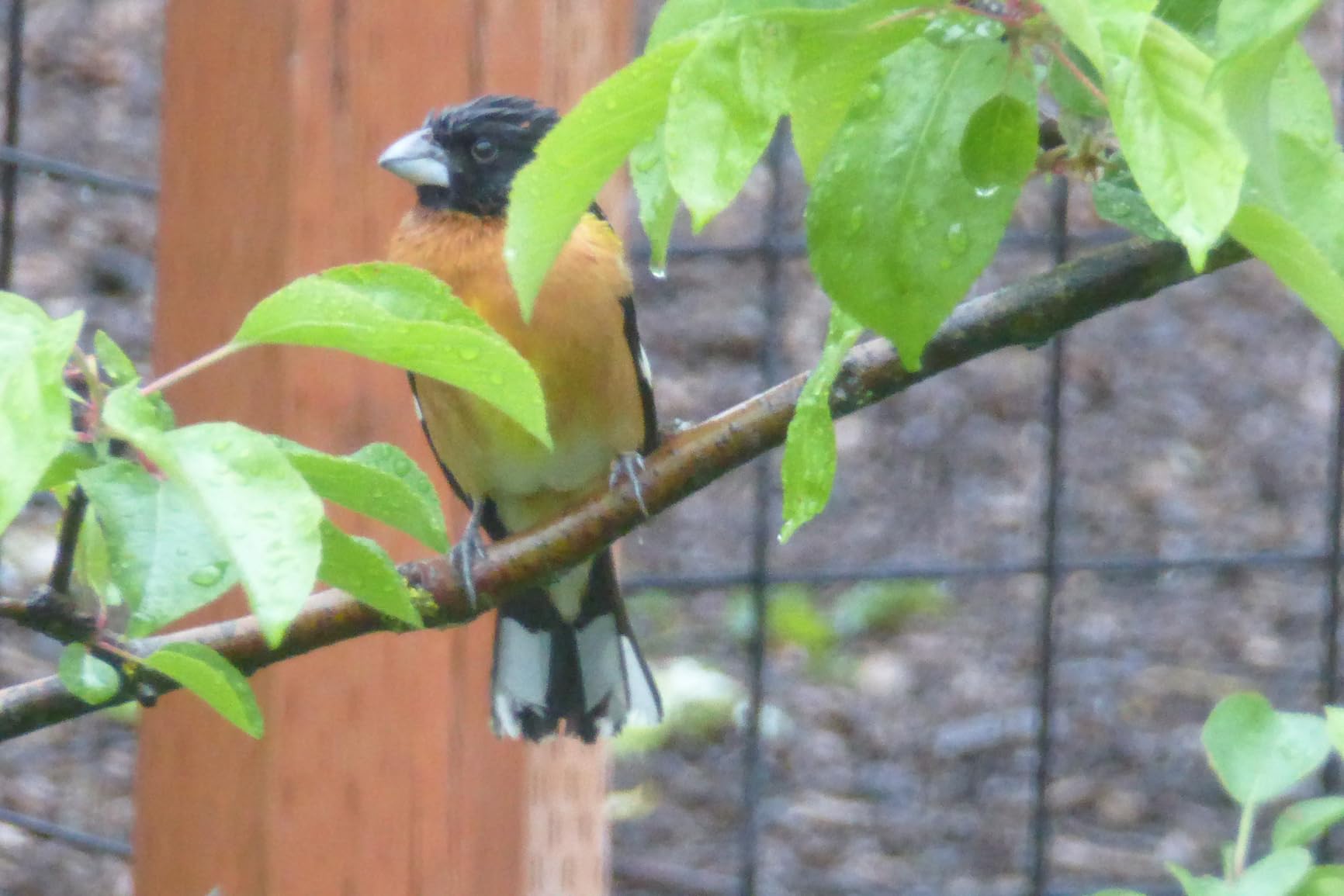 AeroPress Coffee Maker White Paper Micro-Filters, Compostable Coffee Filters Made From White, Chlorine-Free Paper, Fits Standard Size AeroPress Manual Coffee Makers, 350 Count customer photo 2