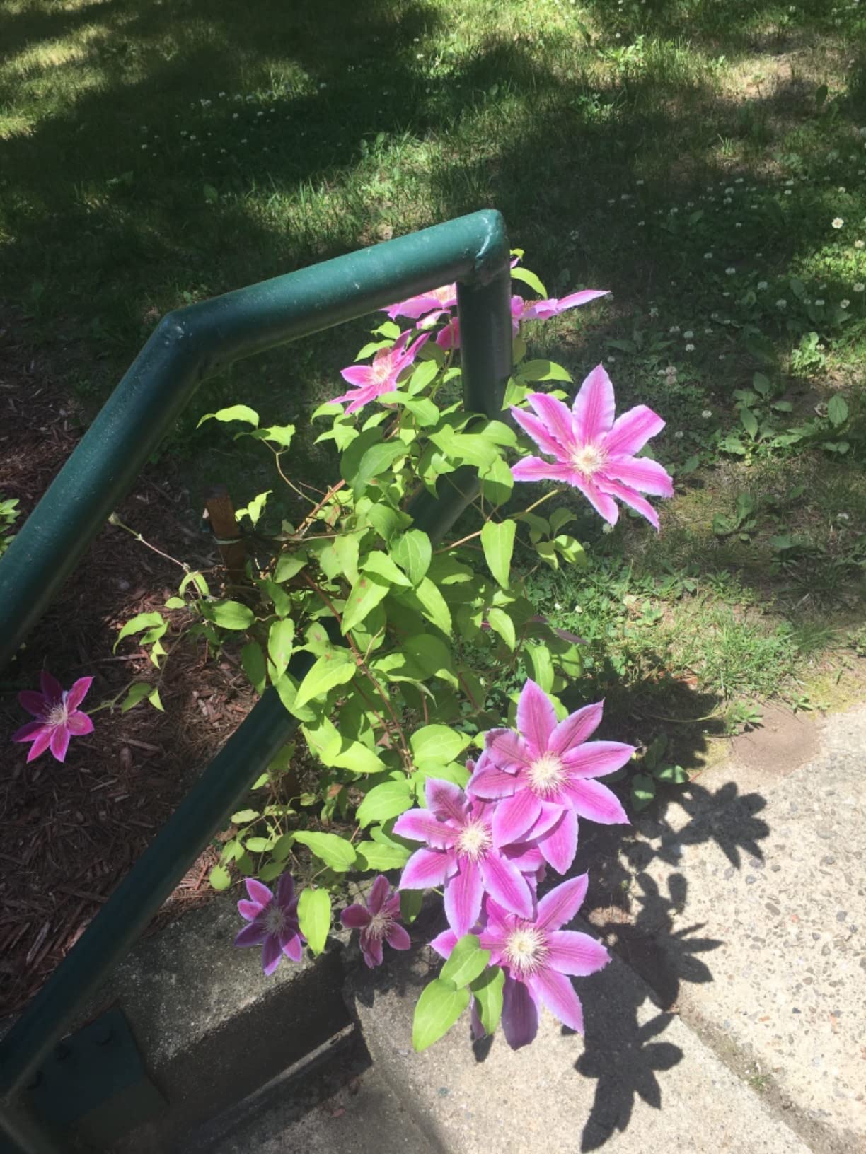 Cuisinart Stainless Steel 16.5