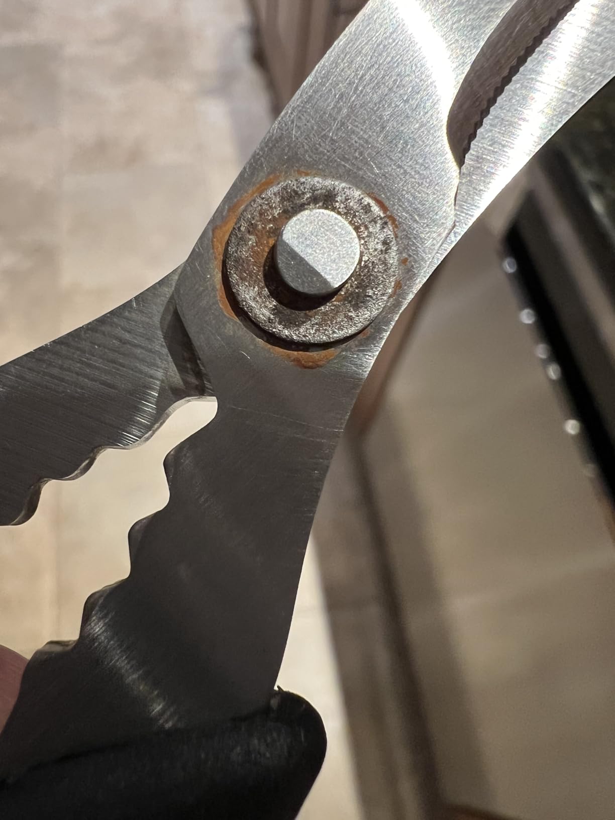 RSVP International Endurance Collection Seafood Tool, Scissors, Stainless Steel customer photo 1