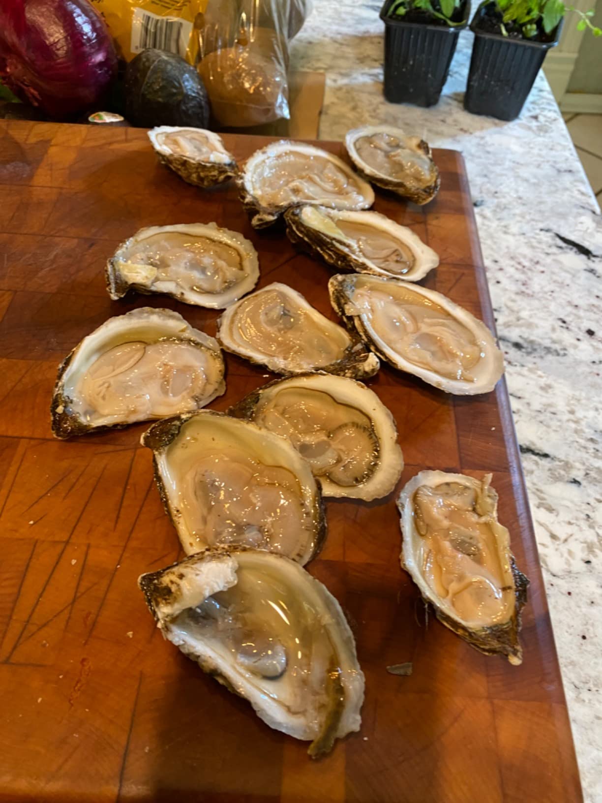 R. Murphy/Ramelson Duxbury Oyster Knife - Shellfish Seafood Clam Shucker Tool - Made in USA customer photo 1