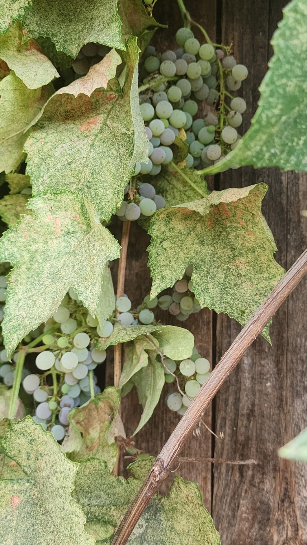 Refractometer for Grape Wine Brewing, Measuring Sugar Content in Original Grape Juice and Predicting The Wine Alcohol Degree, Dual Scale of 0-40% Brix & 0-25% vol Alcohol, Wine Making Kit customer photo 2