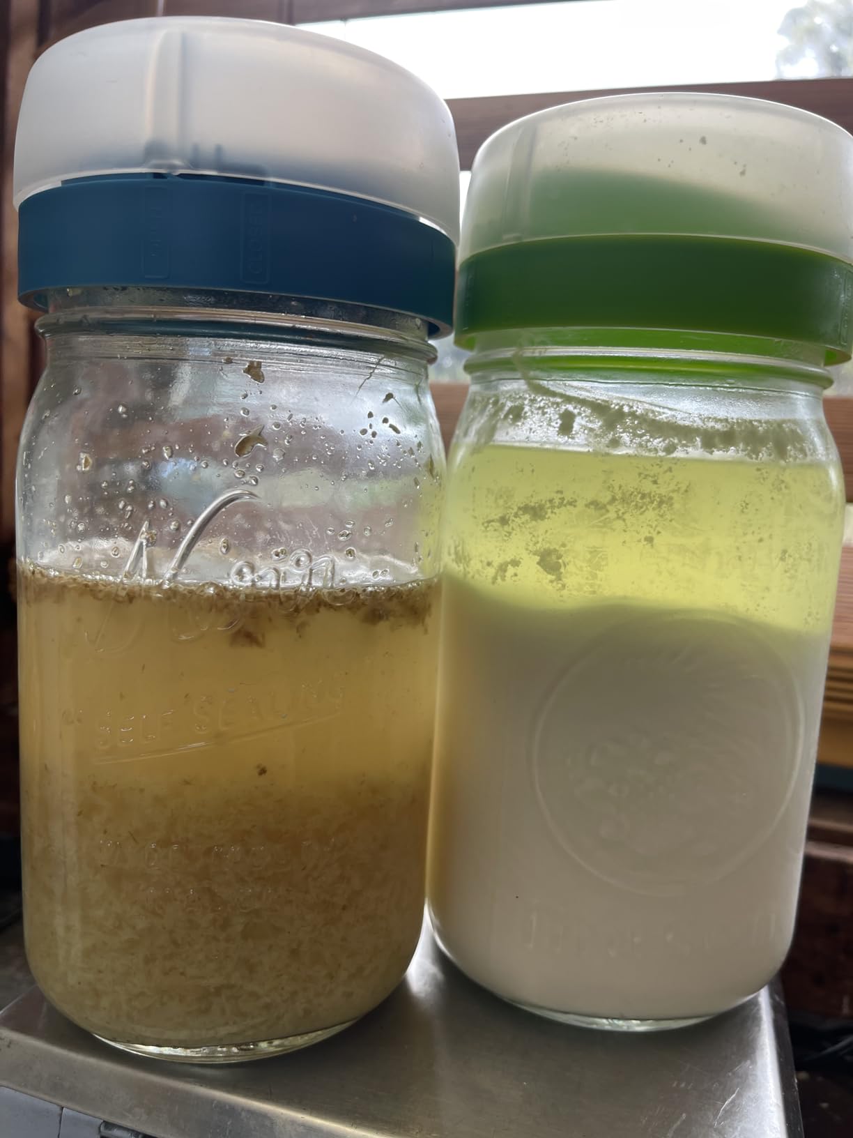 Masontops kefir lid mason jar lids wide mouth mason jar lids living culture grain drainer starter kit for home fermentation 2 packs customer photo 2