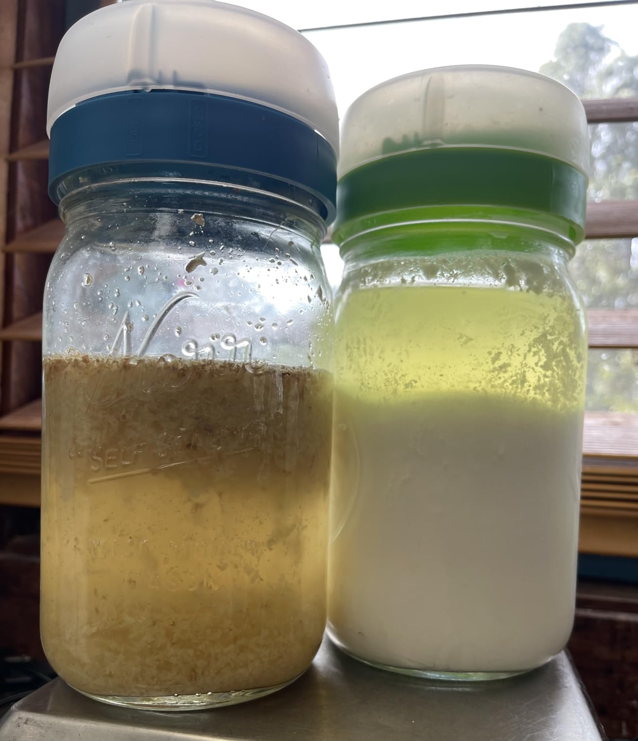 Masontops Kefir Caps - Wide Mouth Mason Jar Lids - Water Kefir Grains Strainer Mason Jar Kefir Jar - Home Water Kefir Starter Kit Kefir Fermenter Container - 4 Pack customer photo 1