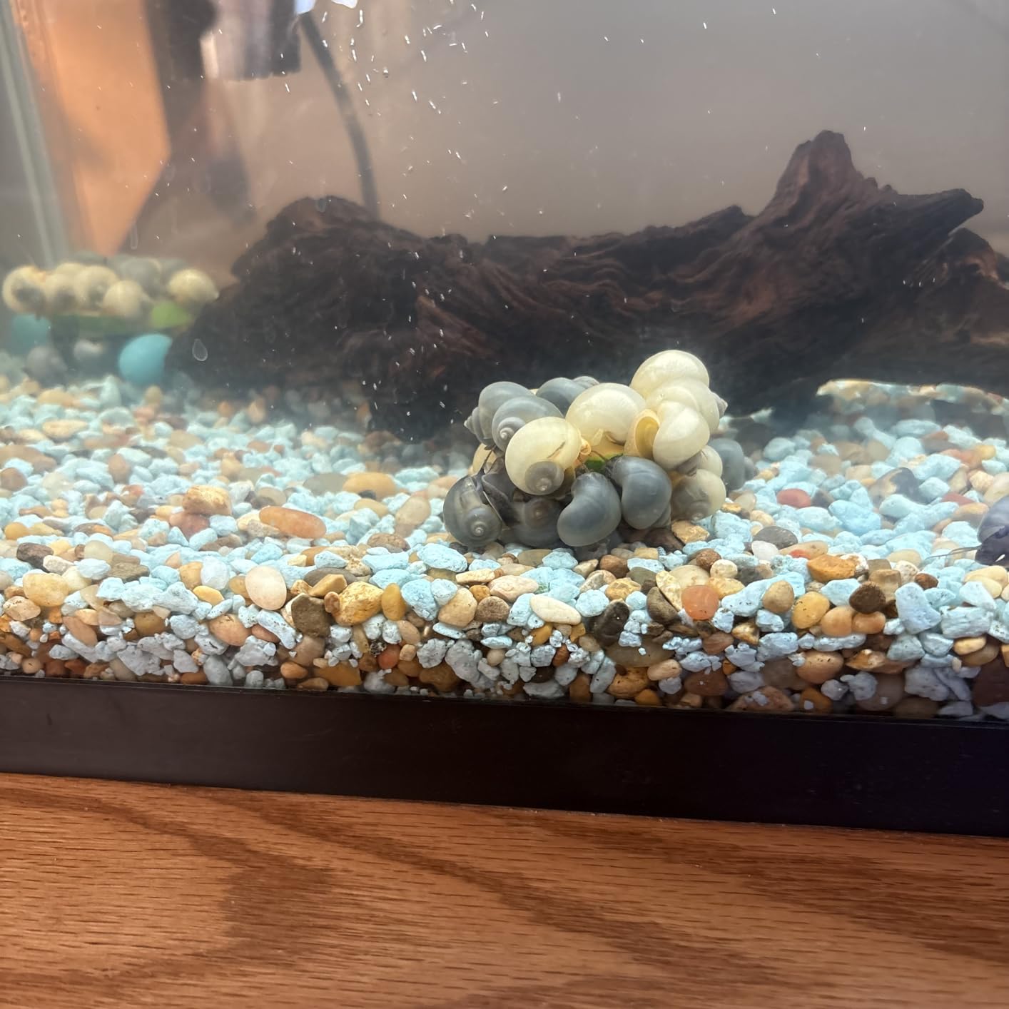 Kate Naturals Agar Agar Powder for Cooking & Petri Dishes. Vegan Gelatin Substitute Powder Unflavored for Gelatin Sheets & Halal (4oz, Vegetarian, Plant-based) customer photo 1