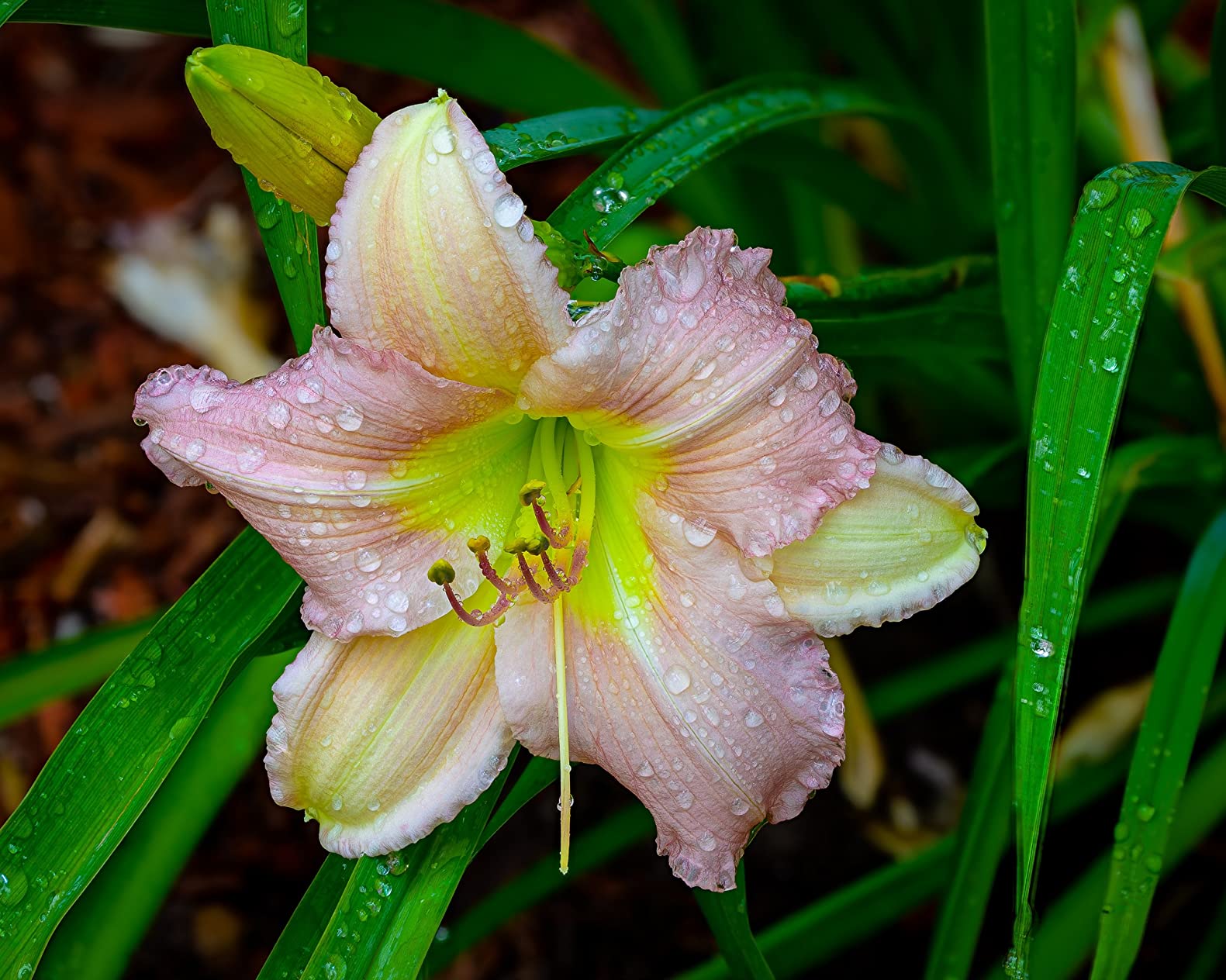 Barbecue Grill Lights, Grilling Gifts for Men Dad, BBQ Grill Accessories for Outdoor, Grill Lamps with Magnetic Base, Super Bright LED, 360 Degree Flexible Gooseneck, Stocking Stuffers, Pack of 2 customer photo 2