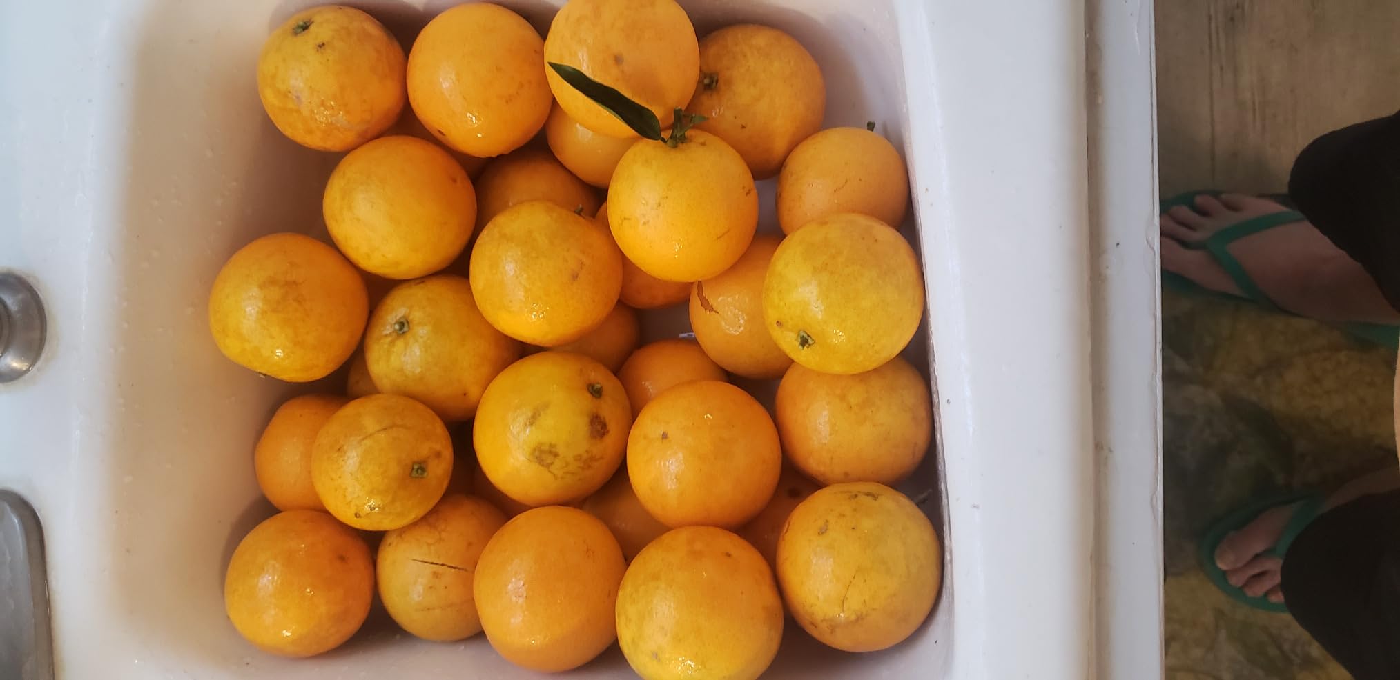 Proctor Silex Electric Citrus Juicer Machine, Large 34 oz. Pitcher, Pressure Activated, 2 Reamers for Big and Small Fruit, Pulp Control, for Orange, Lemon, Grapefruit Juice, White & Green (66340) customer photo 2