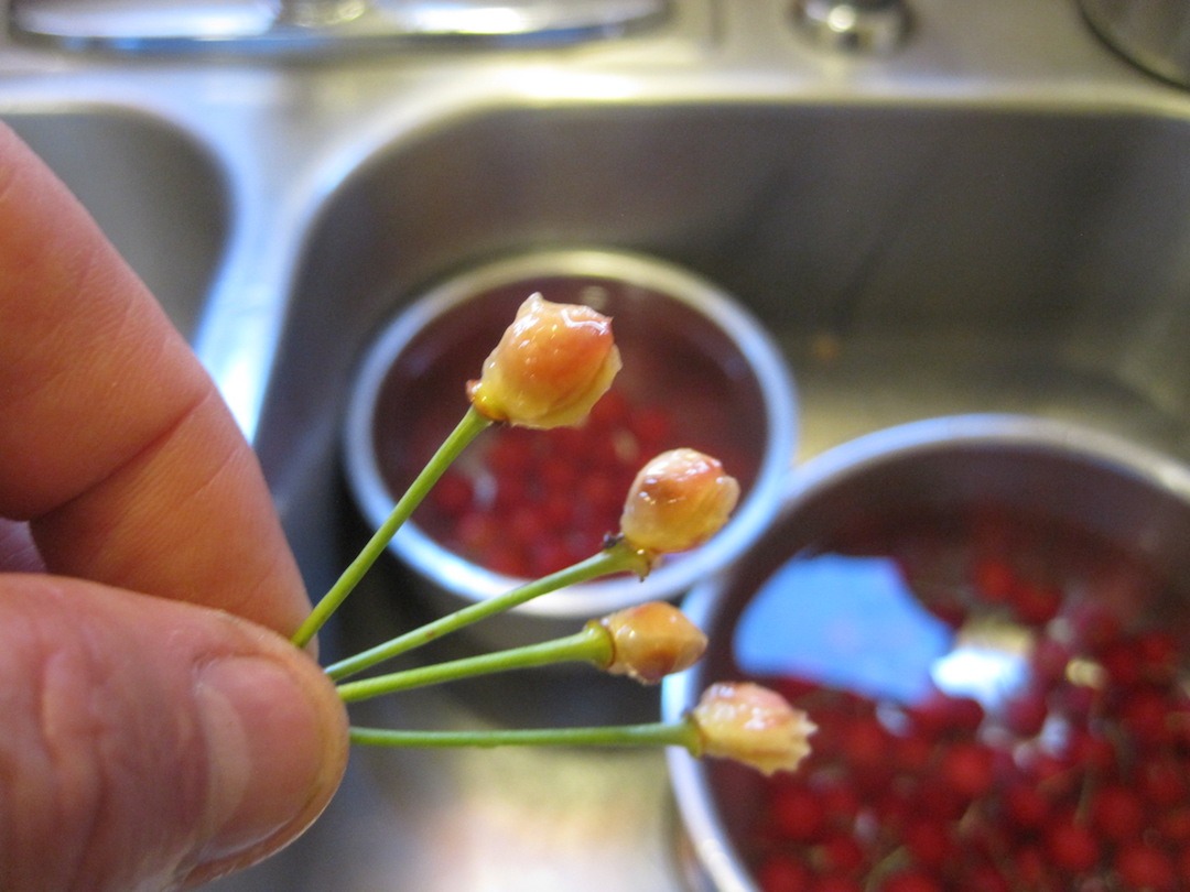 Westmark Cherry Pitter Tool Kernex Black Edition - Heavy-Duty Cast Aluminum Cherry Pit Remover & Olive Pitter, Ergonomic Cherry Seed Remover, Anthracite customer photo 2