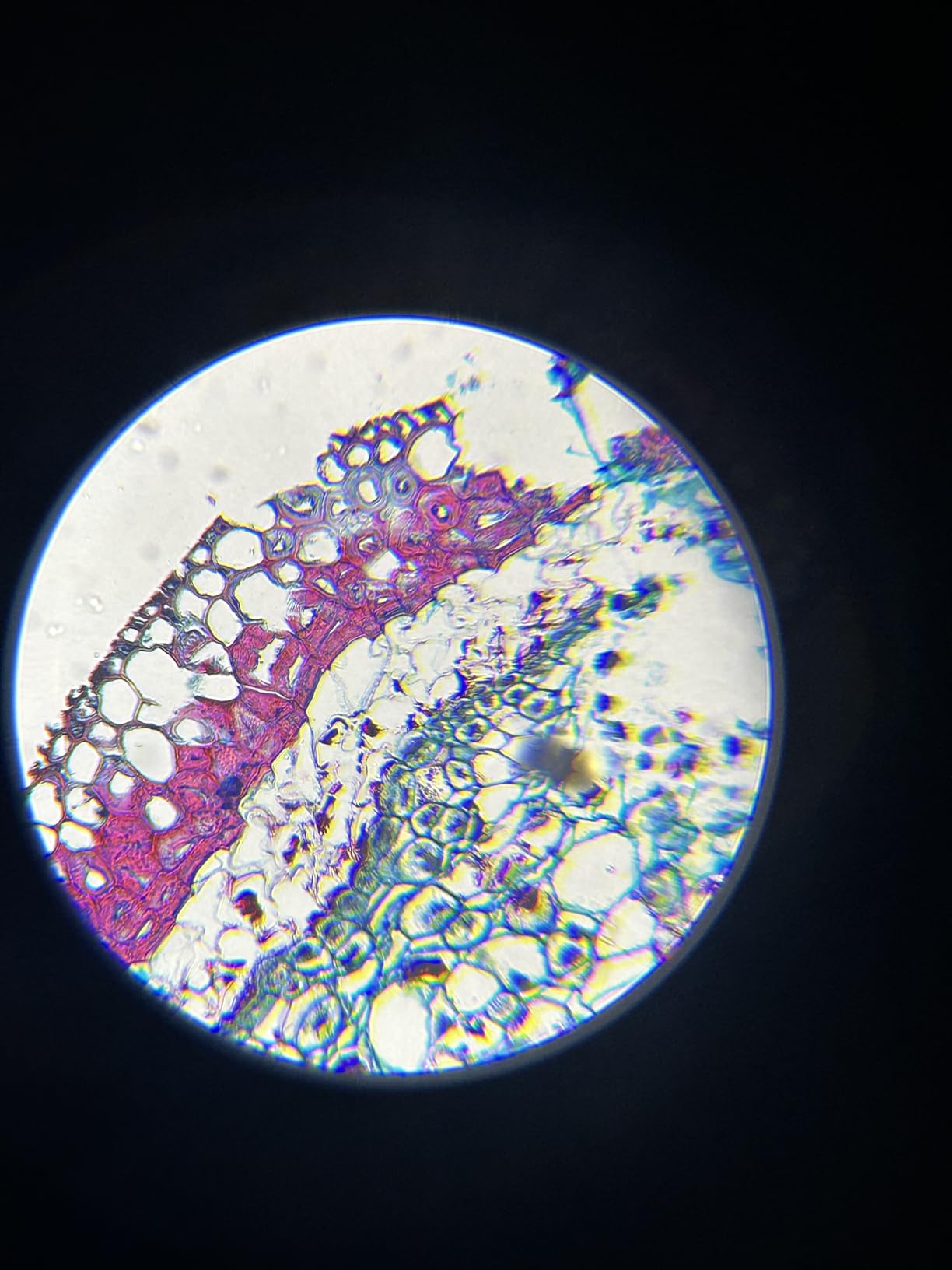 PalliPartners Compound Binocular Microscope for Adults, Professionals & Kids | 40X-2000X Magnification, Professional Compound Microscope Kit, High Magnification Science Lab Tool for Biology Learning customer photo 1