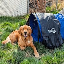 Better Sporting Dogs 10 Foot Dog Agility Tunnel | Includes Sandbags, Dog Agility Equipment, Dog Agility Training customer photo 1