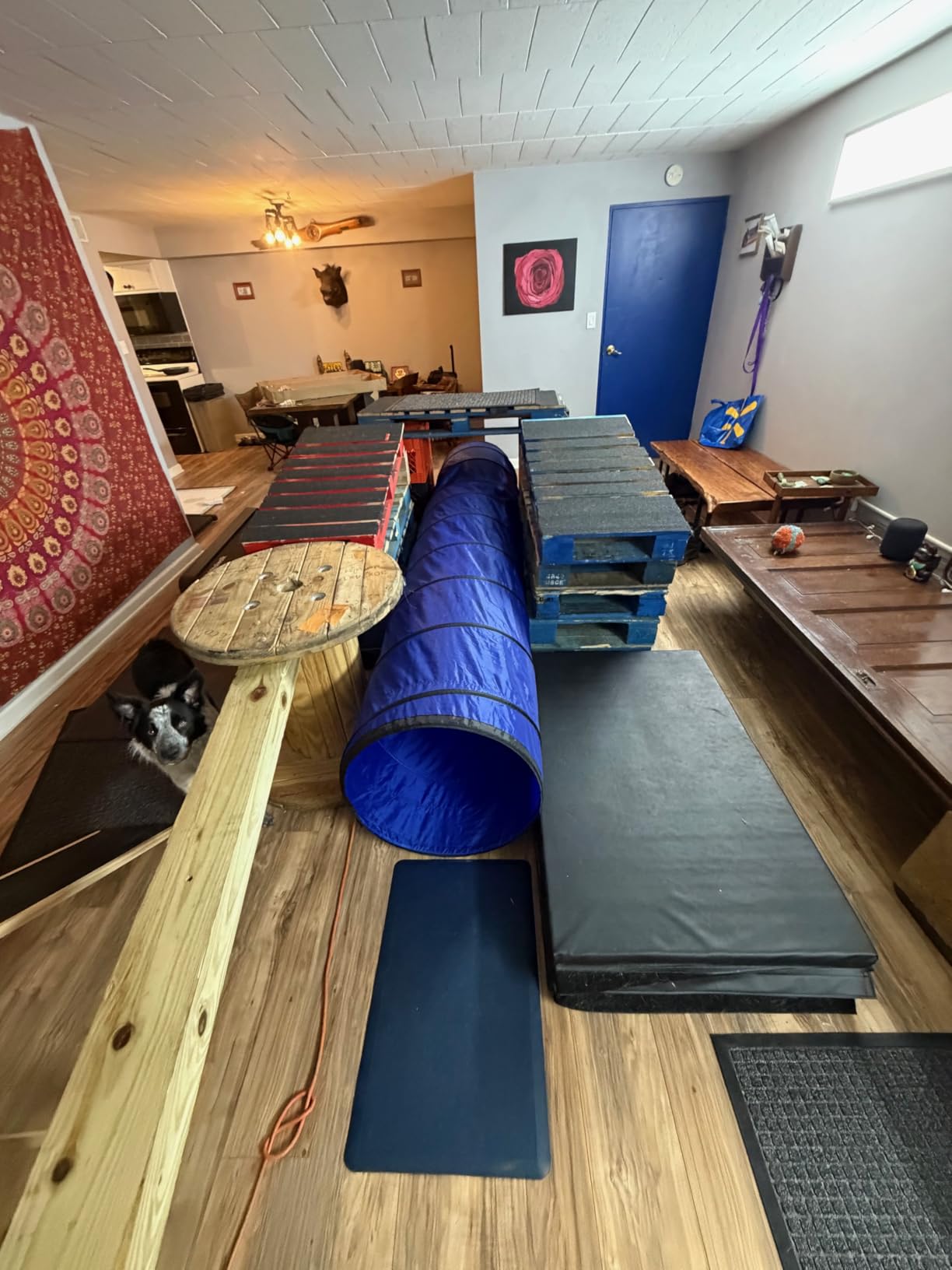 Better Sporting Dogs 10 Foot Dog Agility Tunnel | Includes Sandbags, Dog Agility Equipment, Dog Agility Training customer photo 2