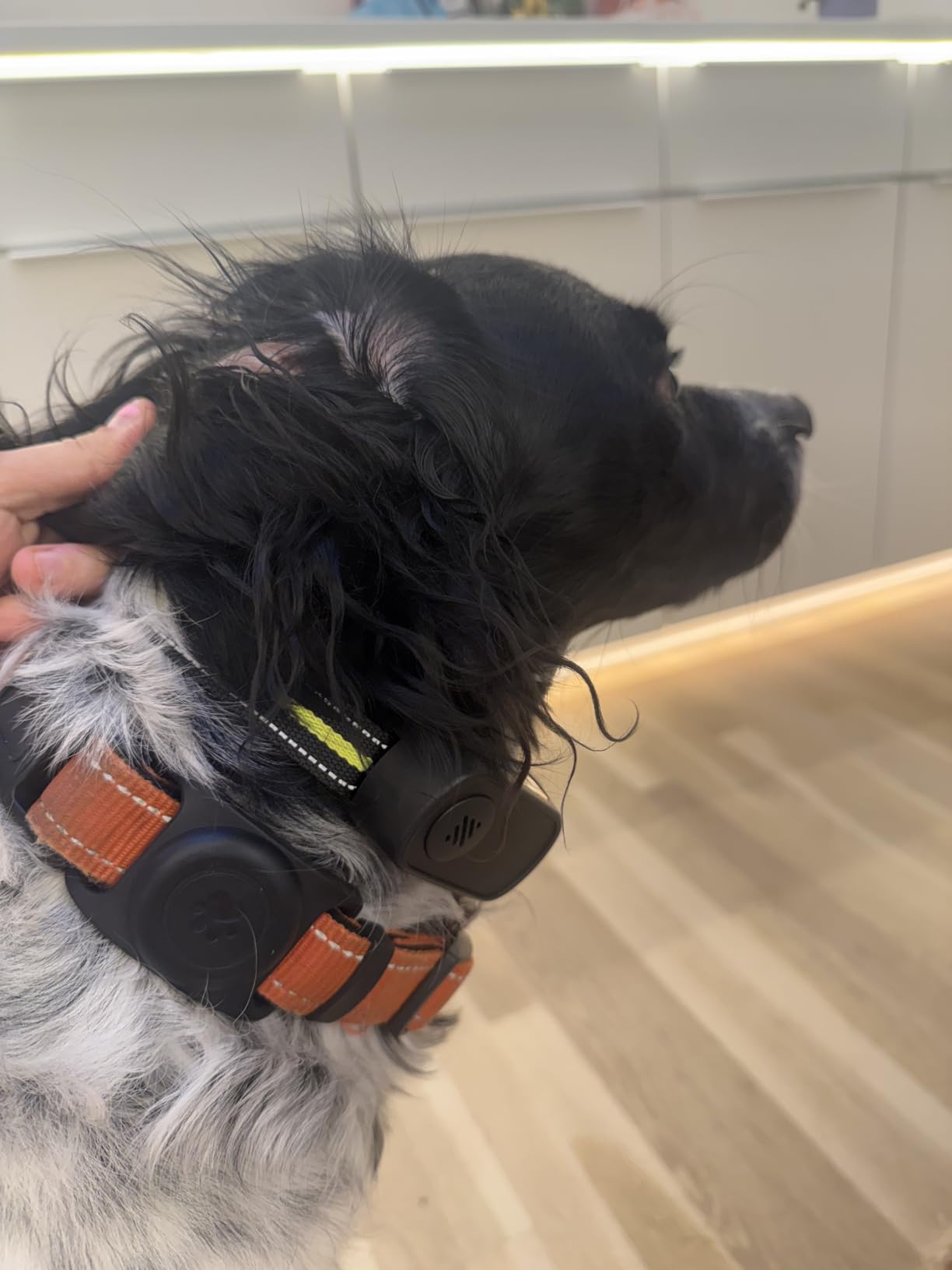 Rechargeable Dog Bark Collar with Beep Vibration and Shock,Anti Barking Collar for Small Medium Large Dogs, Humane Dog Training Device with 5 Adjustable Sensitivity Levels customer photo 1