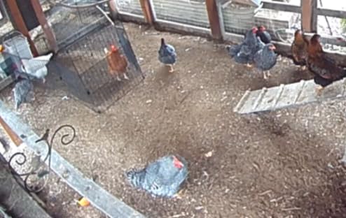 IRIS USA 24