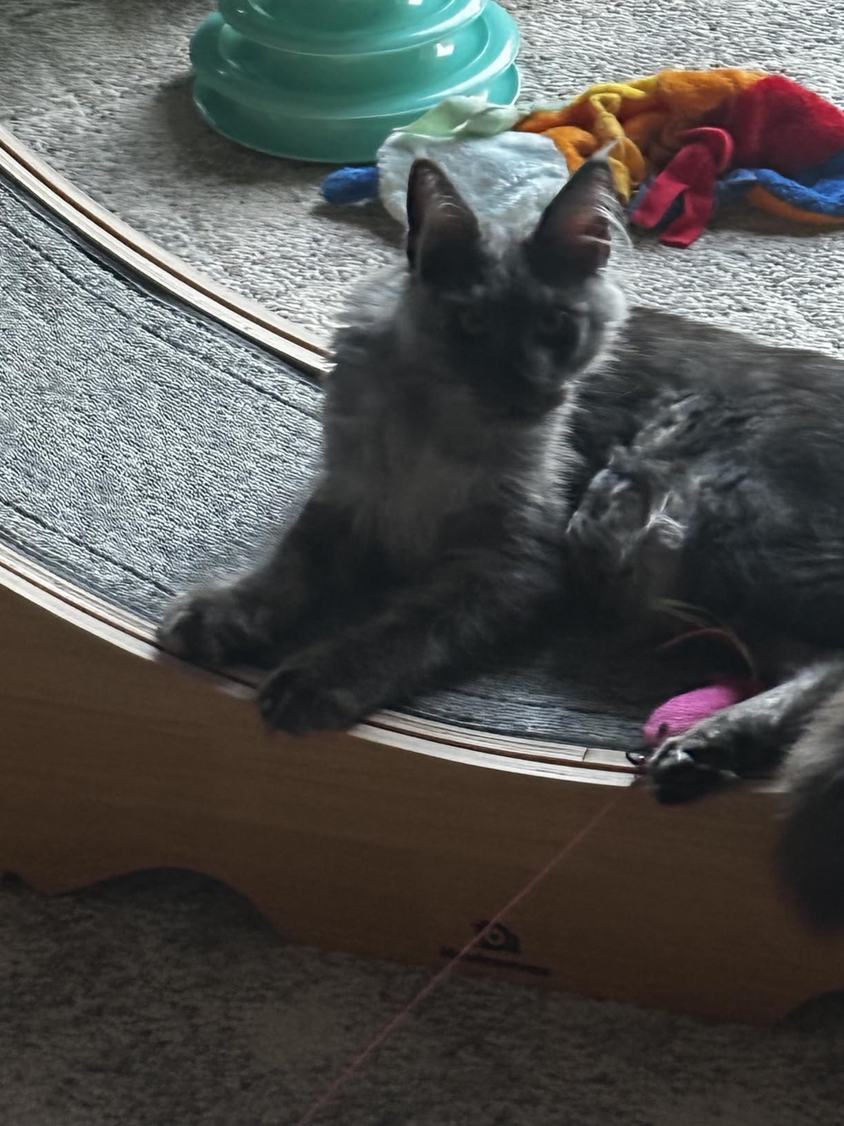 Cat Wheel, 48