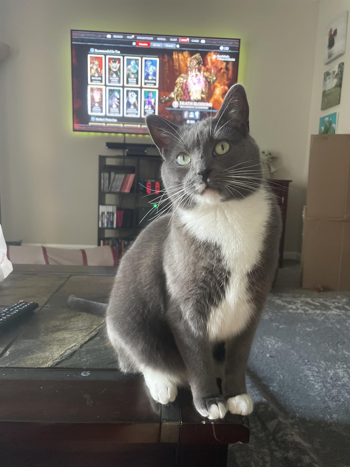 Cat Wheel, 48