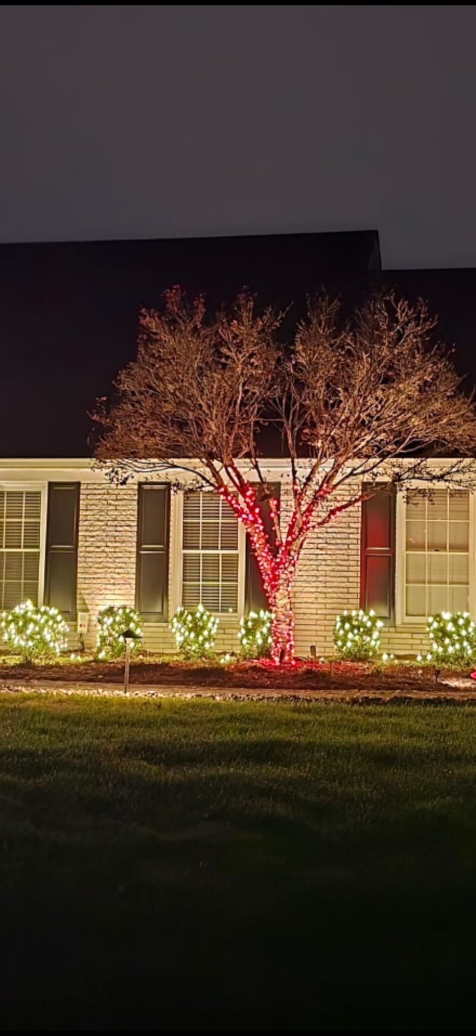 Pro Christmas LED Christmas Lights - 70 Count Wide Angle Conical String Lights - Professional Grade Indoor/Outdoor Commercial Holiday Light Set for Trees, Bushes, & Décor - 2800K Warm White customer photo 1