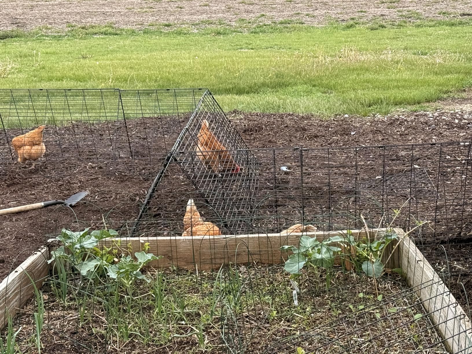 VEVOR Chicken Tunnels for Yard, Metal Poultry Playpen for Outside with Waterproof Cover & Corner Frames, 157.5 x 39.4 x 24.2 inch customer photo 1