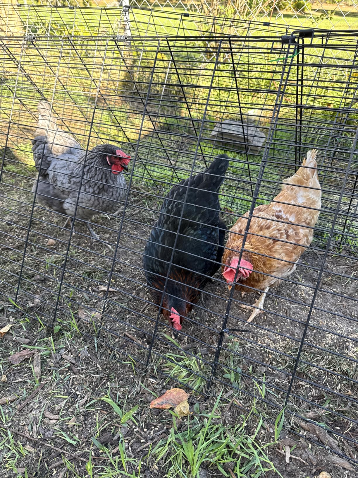 VEVOR Chicken Tunnels for Yard, Metal Poultry Playpen for Outside with Waterproof Cover & Corner Frames, 157.5 x 39.4 x 24.2 inch customer photo 2