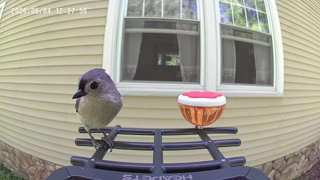 Smart Bird Feeder with Camera Solar Powered, 2K HD Video, AI Bird Species Identification, Instant Arrival Alerts, Weatherproof Design for Effortless Birdwatching, Best Gift for Bird Lovers customer photo 1