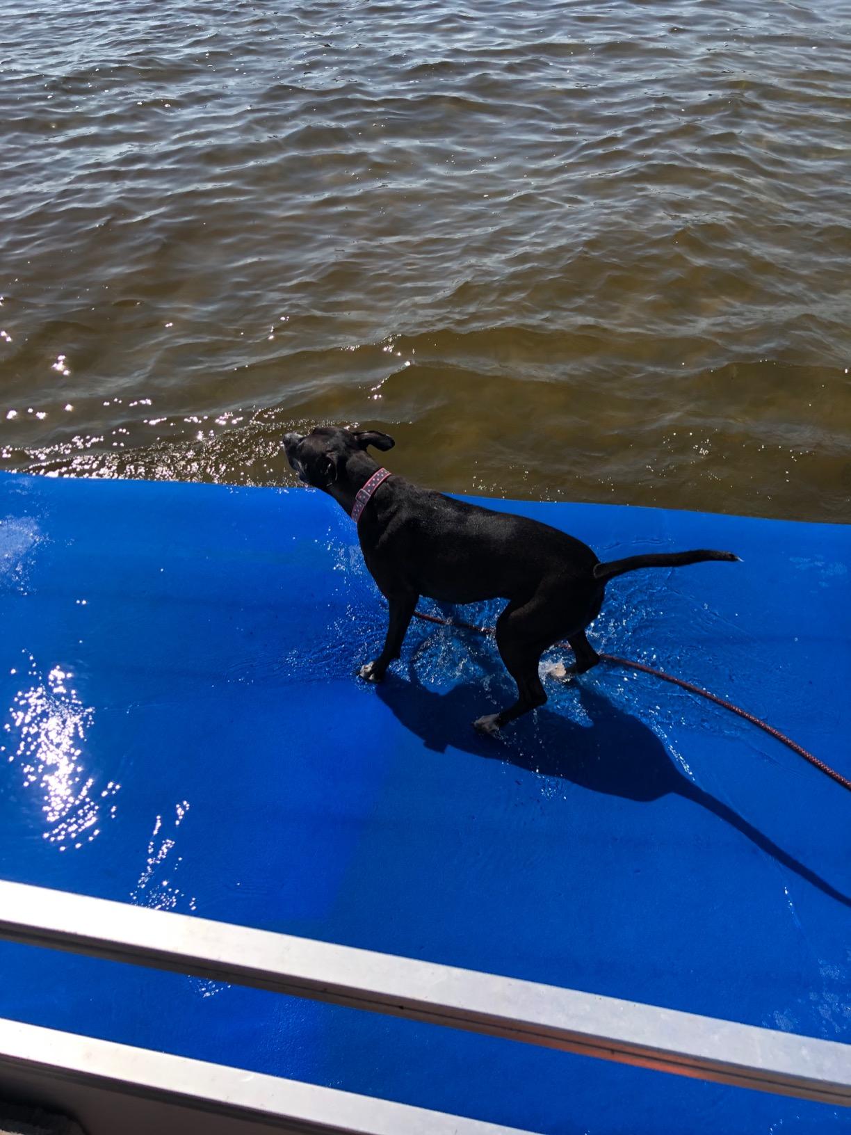 SOWKT Premium Lily Pad Floating Mat for Lakes, Pools & Boats, 18 x 6 ft or 8 x 4 ft Durable Foam Floating Water Mat, Slip-Resistant Floating Pad with Accessories, Roll-Up Swim Mat, Floating Lake Mat customer photo 2