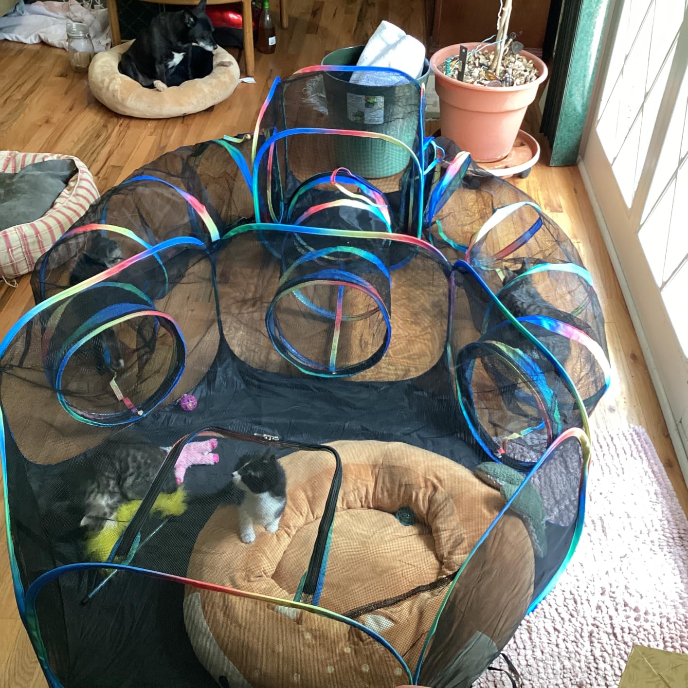 Outdoor Cat Enclosure - 5-in-1 Portable Cat Tunnels with Tent, Cube, Collapsible Catio for Cat Run Outside, Pop up Enclosed Playground for Indoor Cats, Kitty & Small Animals customer photo 1