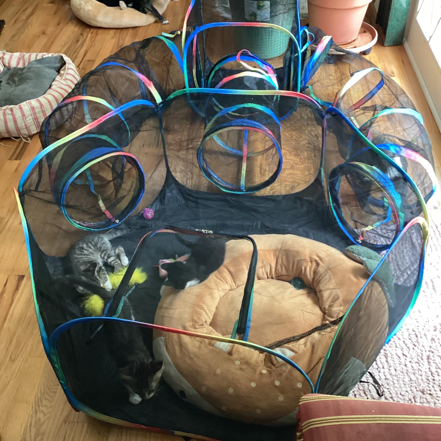 Outdoor Cat Enclosure - 5-in-1 Portable Cat Tunnels with Tent, Cube, Collapsible Catio for Cat Run Outside, Pop up Enclosed Playground for Indoor Cats, Kitty & Small Animals customer photo 2