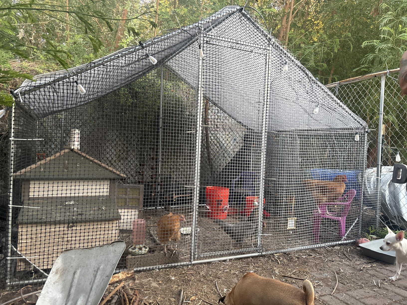 CAMMOO Metal Chicken Coop with Run, 13.1x9.8x6.6ft, Walk-in Chicken Run for Yard with Cover, Upgrade Double Lock & Rust-Proof Mesh, Stainless Steel Ties, Easy Assembly, Chicken Pen for Ducks, Rabbits customer photo 1