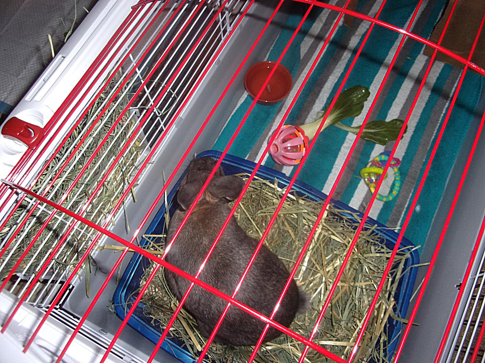Living World - Deluxe Hybrid Habitat, X-Large | Rabbit, Guinea Pig, Chinchillas, and Small Animal Cage customer photo 1