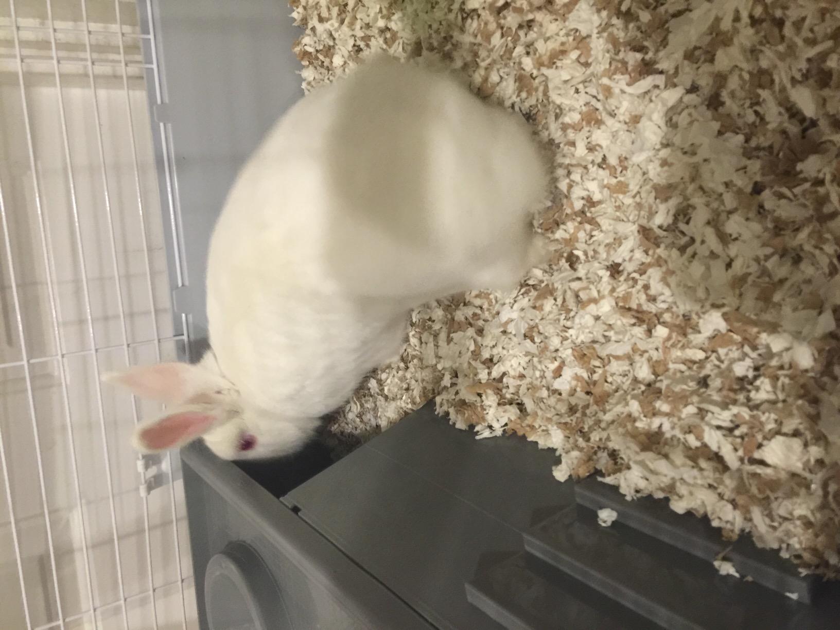 Living World - Deluxe Hybrid Habitat, X-Large | Rabbit, Guinea Pig, Chinchillas, and Small Animal Cage customer photo 2
