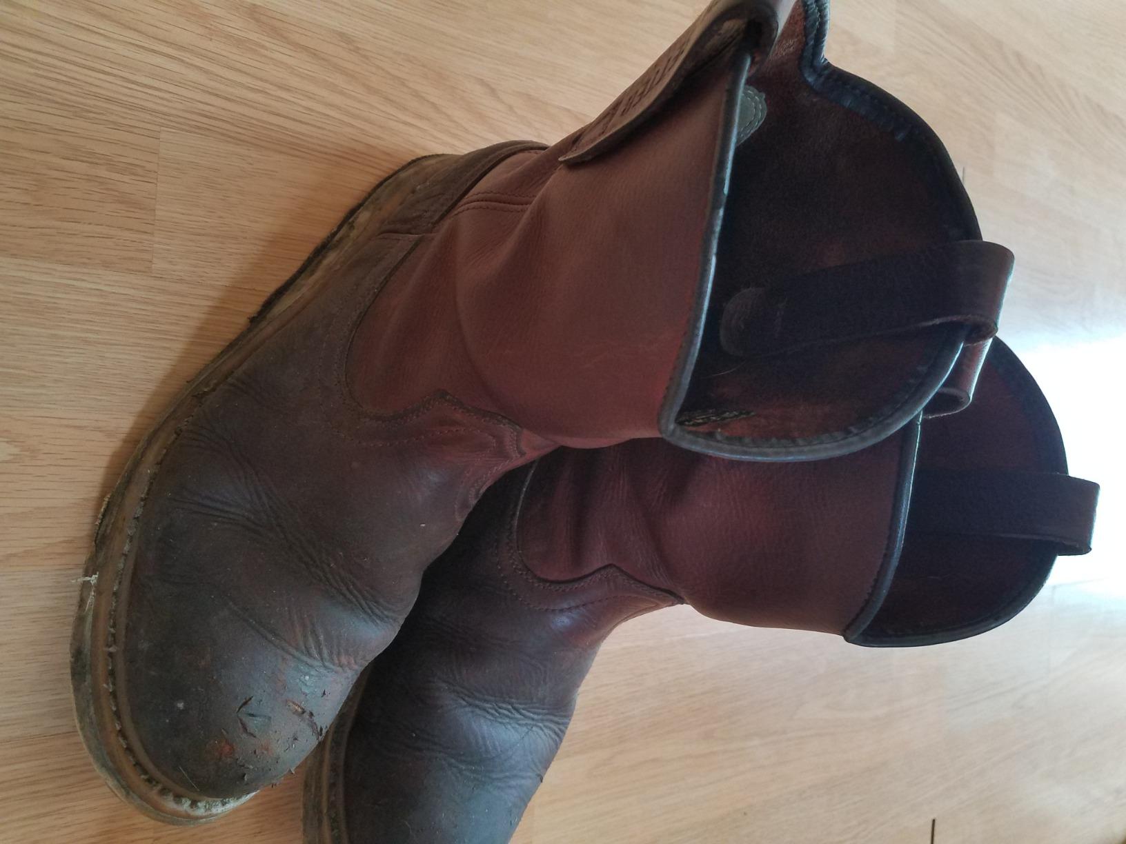 Irish Setter Ashby 11