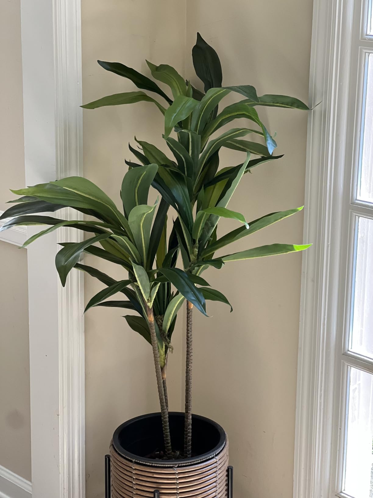 Nearly Natural 48in Artificial Dracaena with Real Touch Leaves and Multi Tonal Trunks, Large Indoor Silk Plant with Pot, Maintenance Free For Living Room And Home Office Decor customer photo 1