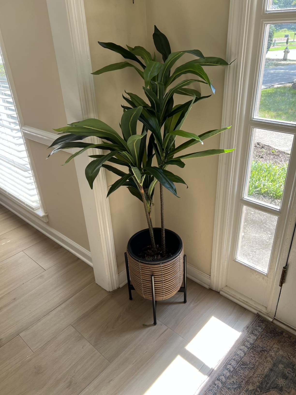 Nearly Natural 48in Artificial Dracaena with Real Touch Leaves and Multi Tonal Trunks, Large Indoor Silk Plant with Pot, Maintenance Free For Living Room And Home Office Decor customer photo 2