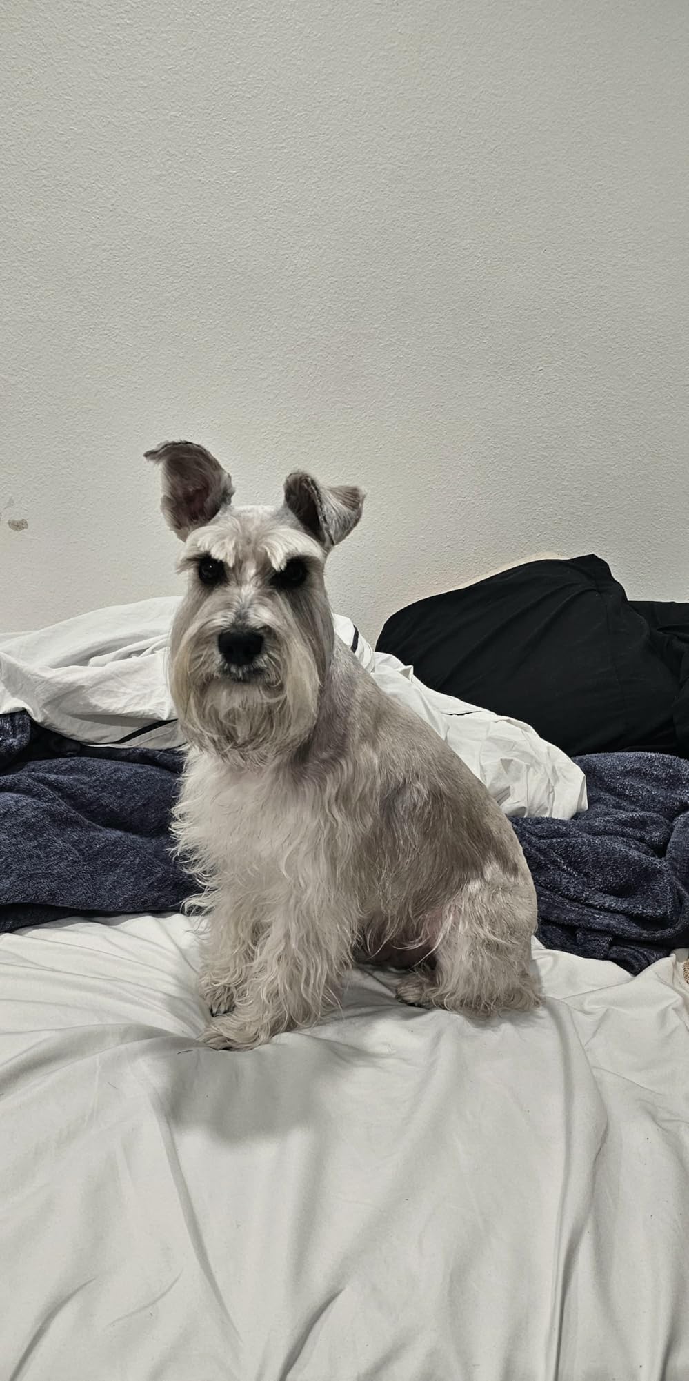 WAHL Professional Animal Bravura Lithium Ion Clipper - Pet, Dog, Cat, and Horse Corded / Cordless Clipper Kit, Turquoise (41870-0438) customer photo 2