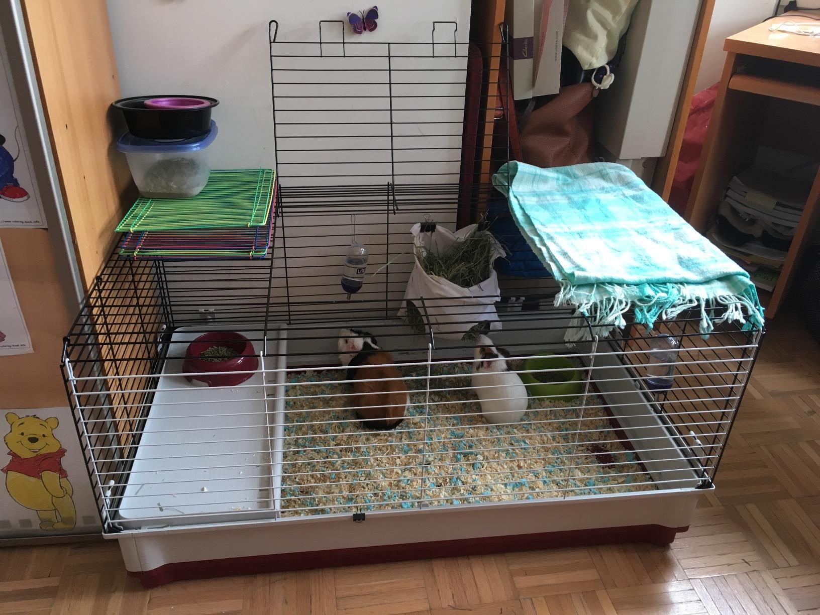 MidWest Homes for Pets 158 Wabbitat Deluxe Rabbit Home, Rabbit Cage, 39.5 L x 23.75 W x 19.75 H Inch, Maroon/White customer photo 1