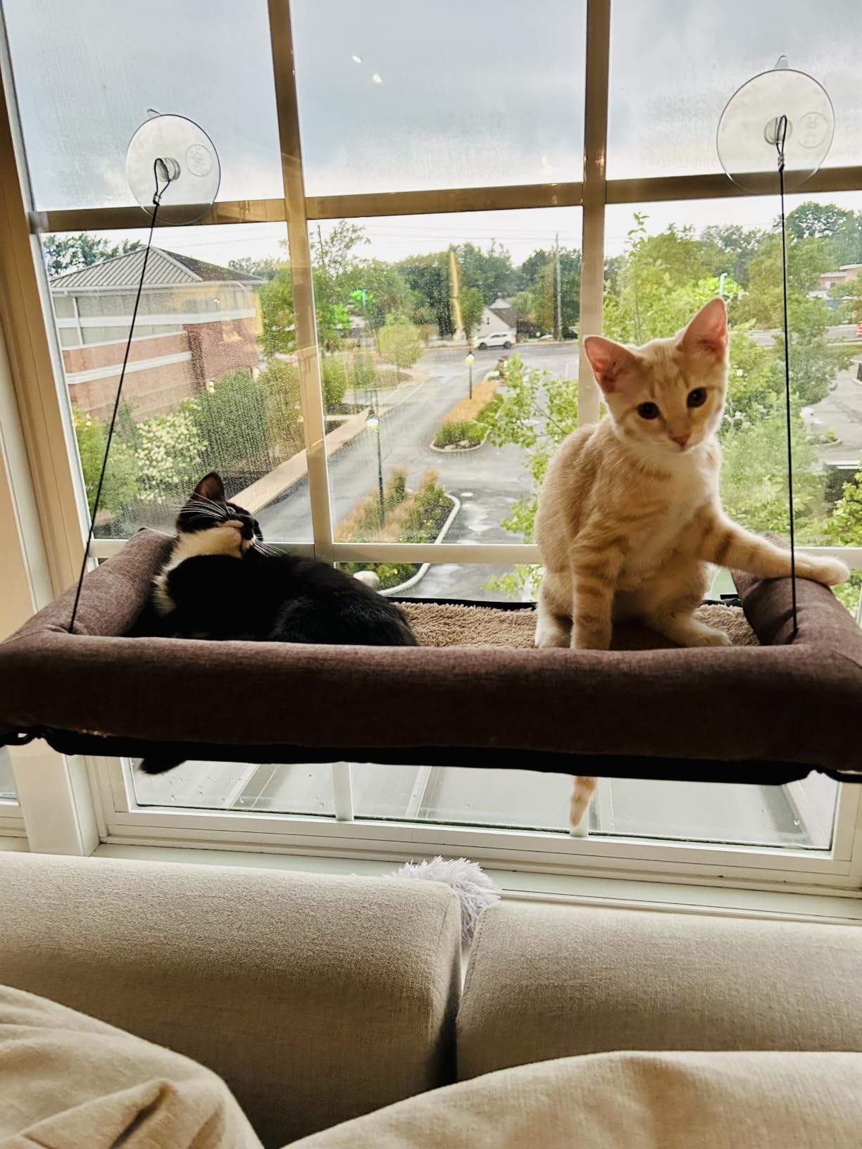 K&H Cat Window Perch, EZ Mount Bolster - Fits 27in Wx23in H Glass Spaces | Cat Window Hammock Bed, Steel Frame, Sturdy Suction Cups, Washable Shelf Covers, Foldable, For Large Felines customer photo 1