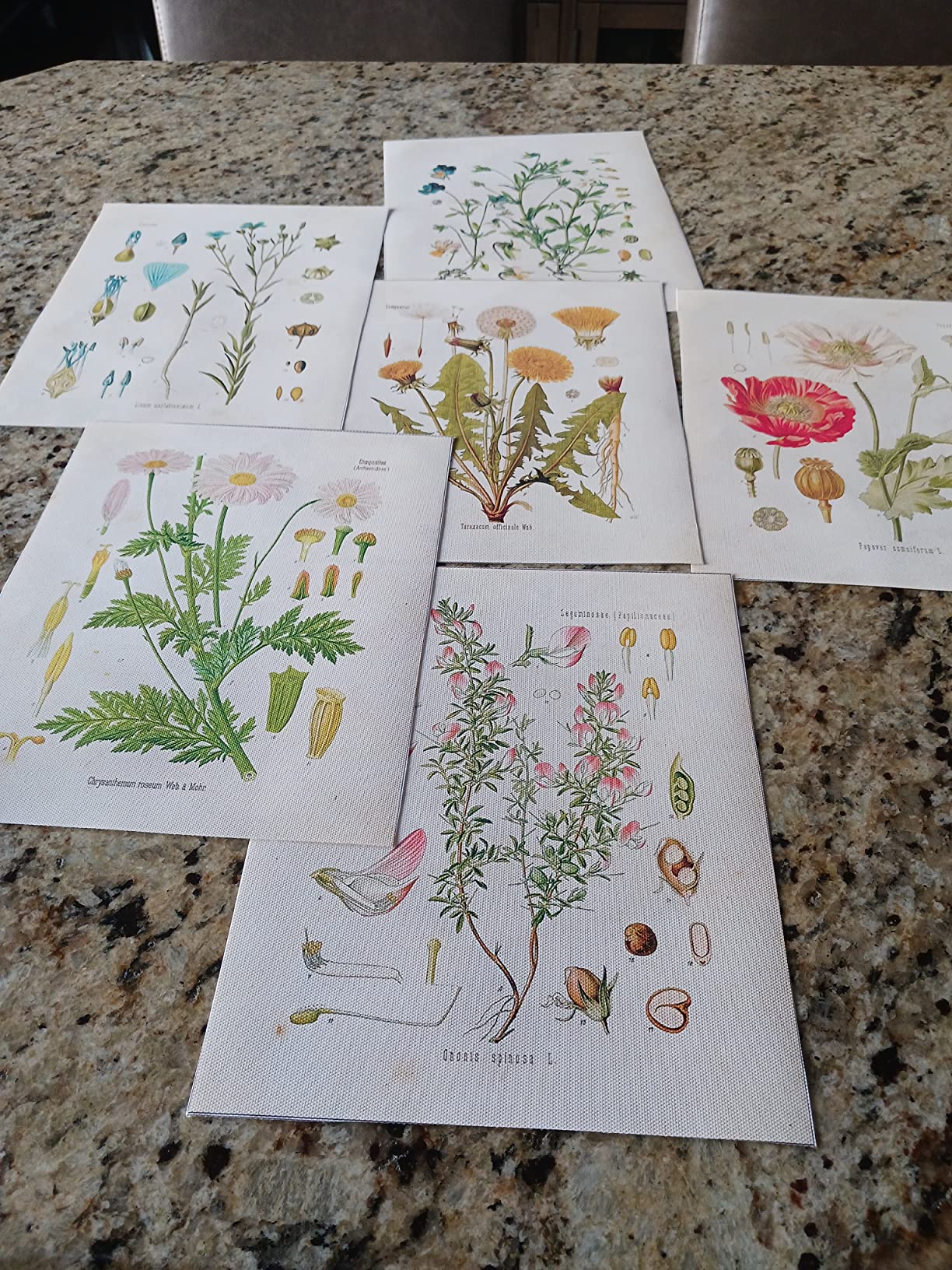 Ink Inc.- Wildflower Prints (Set of 6), Wall Art, Gallery Wall Decor, Floral Poster Set, Gallery Wall Decor, Bedroom Decor, Botanical Prints, 100 lb Satin Paper, 8x10 Inch Framed Art Prints - Unframed customer photo 1