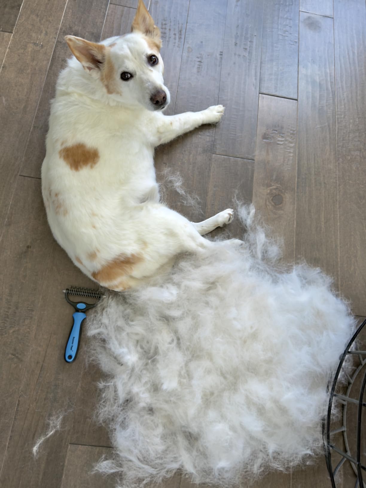 Maxpower Planet Original Pet Grooming Rake - Double-Sided Deshedding Dematting Tool, Undercoat Rake for Dogs & Cats, Extra-Wide Dog Grooming Brush & Deshedder Comb for Long Hair, Reduces Shedding 95% customer photo 2