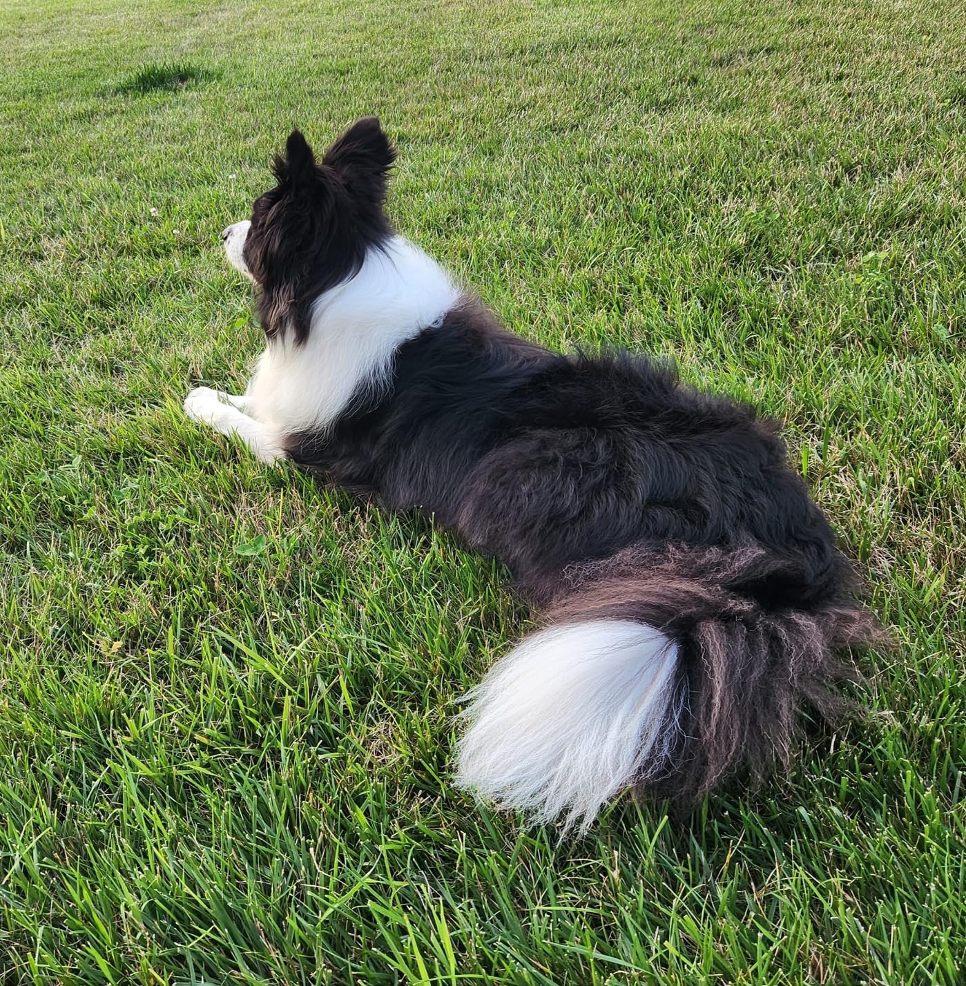 Flying Pig Digital-Control Professional Pet Grooming Dryer (Model: Flying One Plus) customer photo 1
