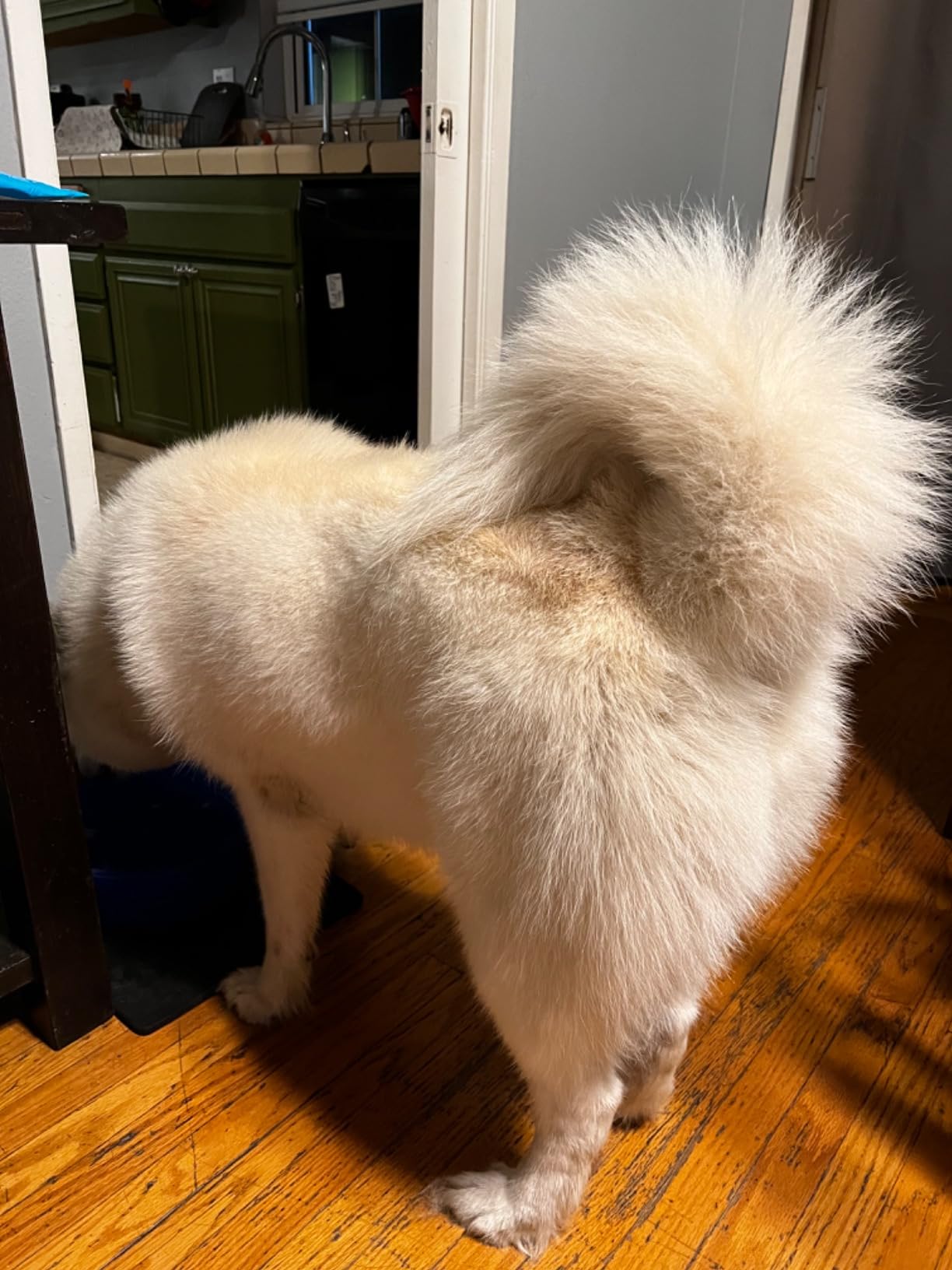 Flying Pig Digital-Control Professional Pet Grooming Dryer (Model: Flying One Plus) customer photo 2