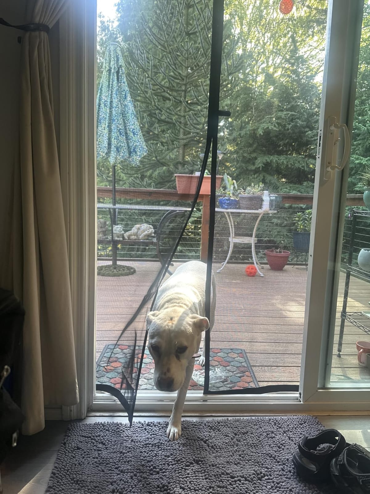 MAGZO Heavy Duty Magnetic Screen Door Thicker 250g/m² Pet Screen Door Mesh | Fit Door Size 36 x 82 Inch, Mesh Size 38