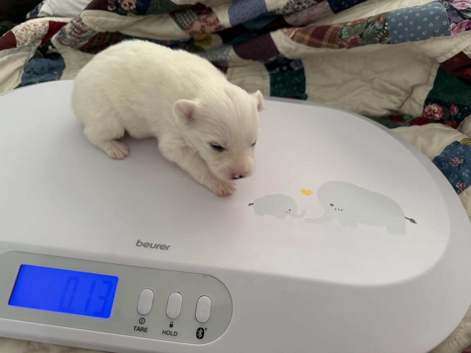 Beurer BY90 Digital Baby & Pet Scale with Bluetooth for Infants, Cats & Dogs, Weighing in Lbs/Oz/Kg up to 44 lbs, Hold & Tare Function for Accuracy & Curved Platform customer photo 1