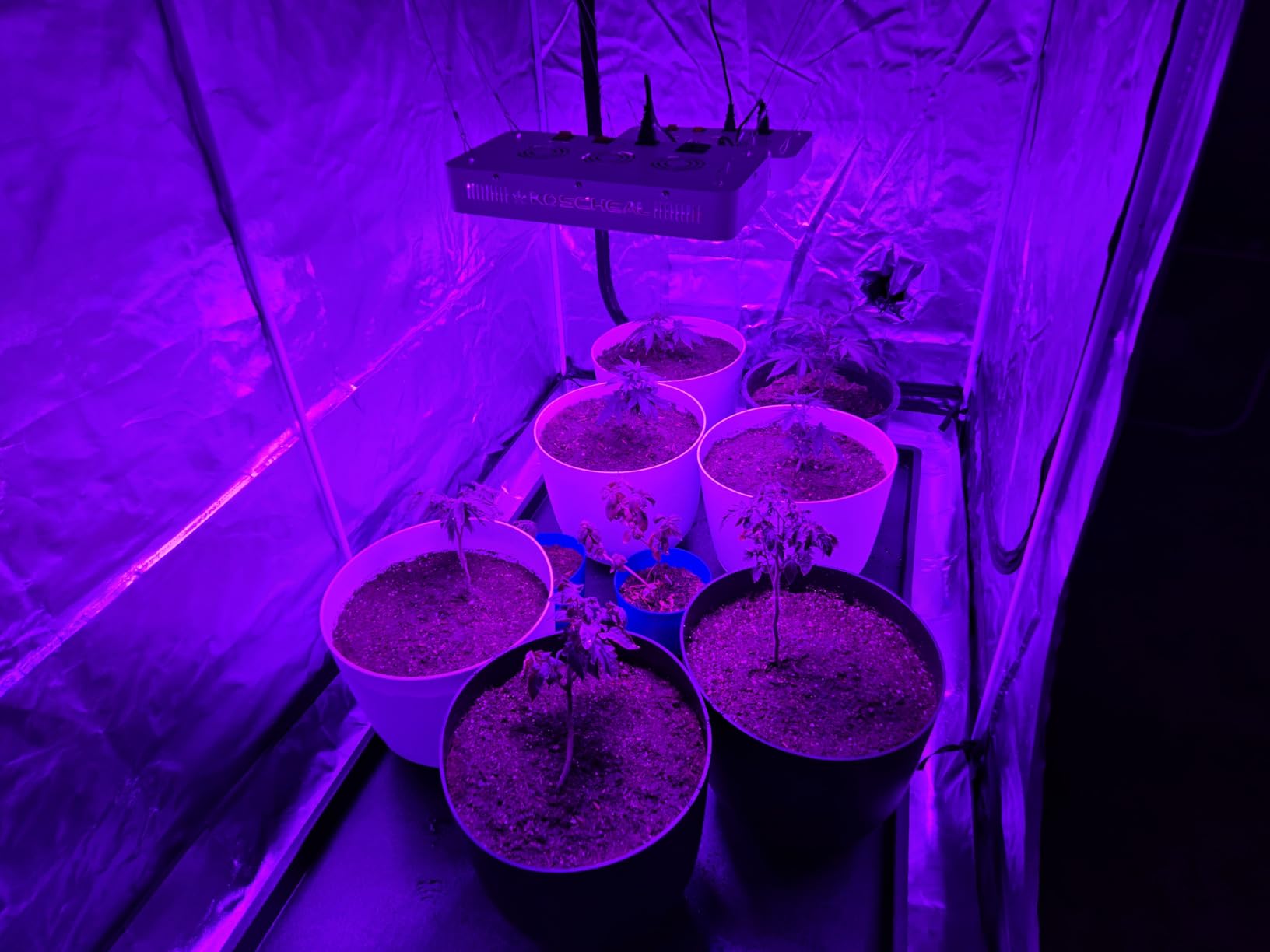 KOSCHEAL KS1200 130W LED Grow Light, 2.8 µmol/J Full Spectrum | Veg & Bloom Switches with 395nm/730nm. Daisy Chain up to 5 Units. Quiet Cooling. Ideal for 3x3/2x2 ft Grow Tents customer photo 1