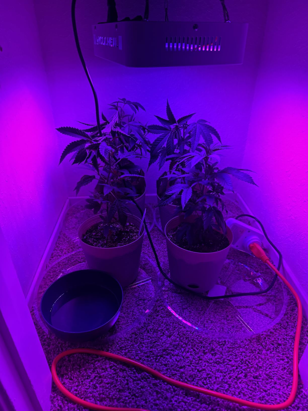 KOSCHEAL KS1200 130W LED Grow Light, 2.8 µmol/J Full Spectrum | Veg & Bloom Switches with 395nm/730nm. Daisy Chain up to 5 Units. Quiet Cooling. Ideal for 3x3/2x2 ft Grow Tents customer photo 2