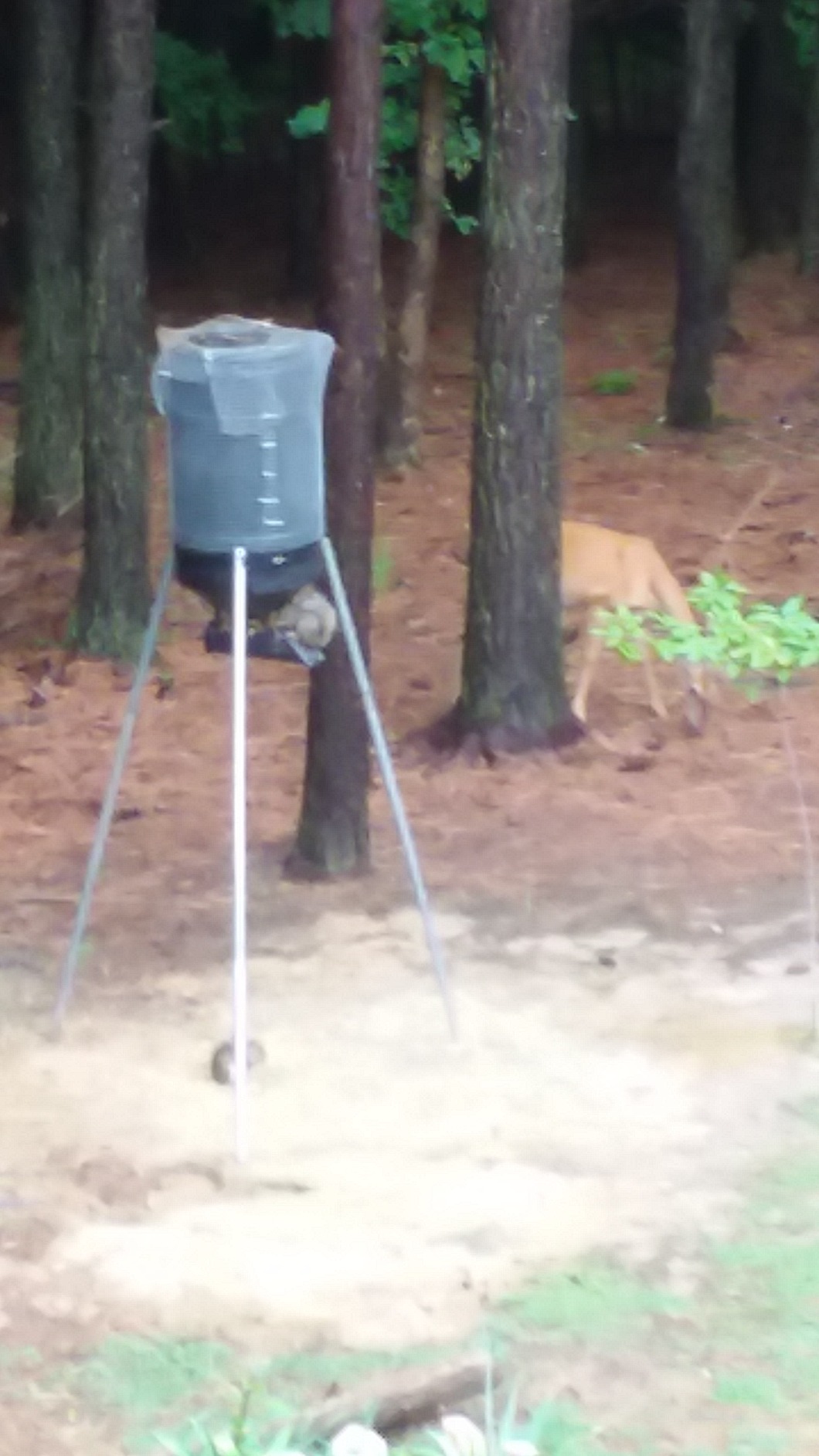 American Hunter Sunslinger Digital Weather Resistant Hunting Deer Game Feeder Kit with Integrated Solar Panel | Metal Spin Plate | Easy Setup customer photo 1