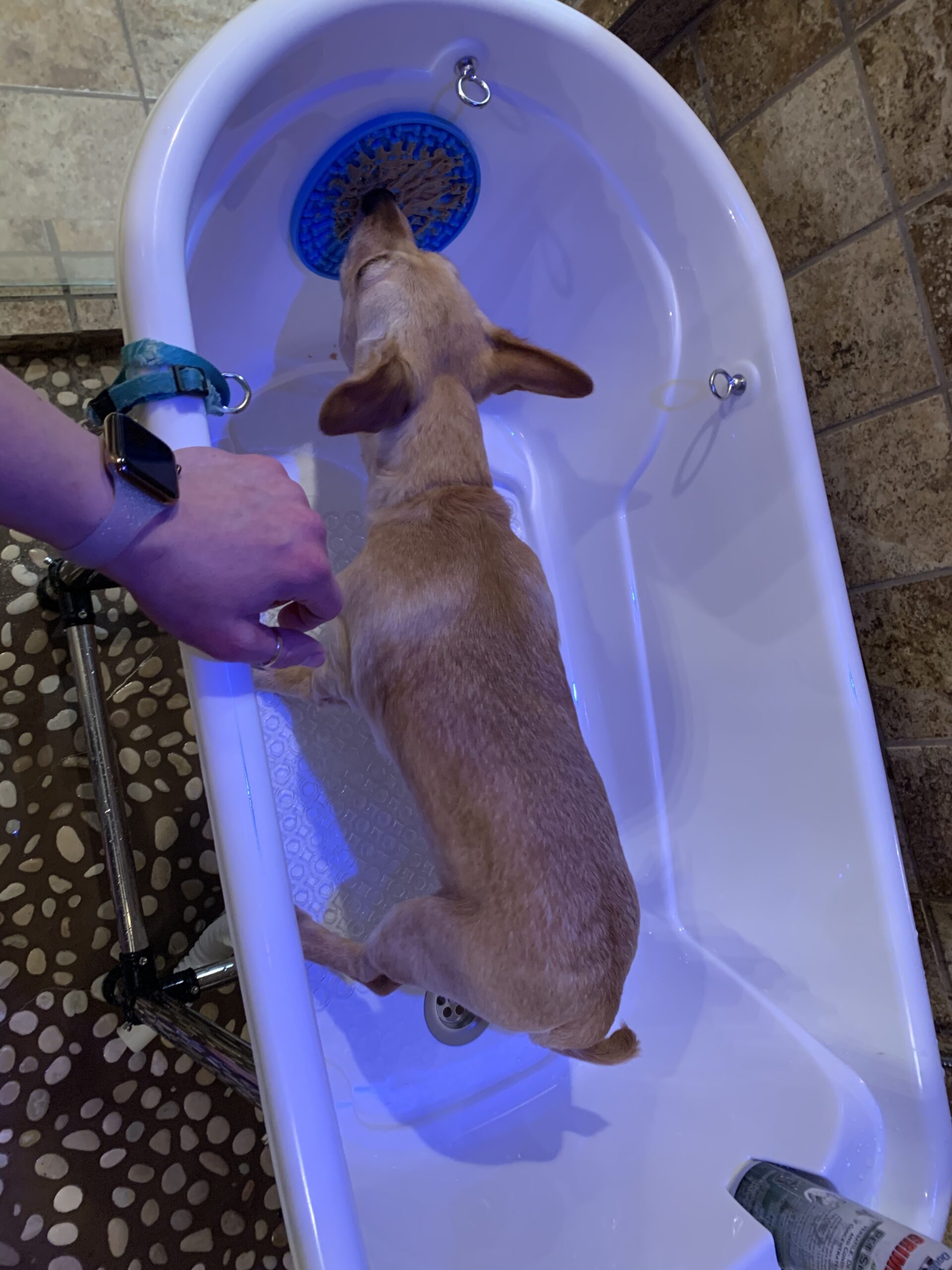 Dog Grooming Plastic Free Standing Bathtub for Small & Medium Sized Pets, for Indoor & Outdoor customer photo 1