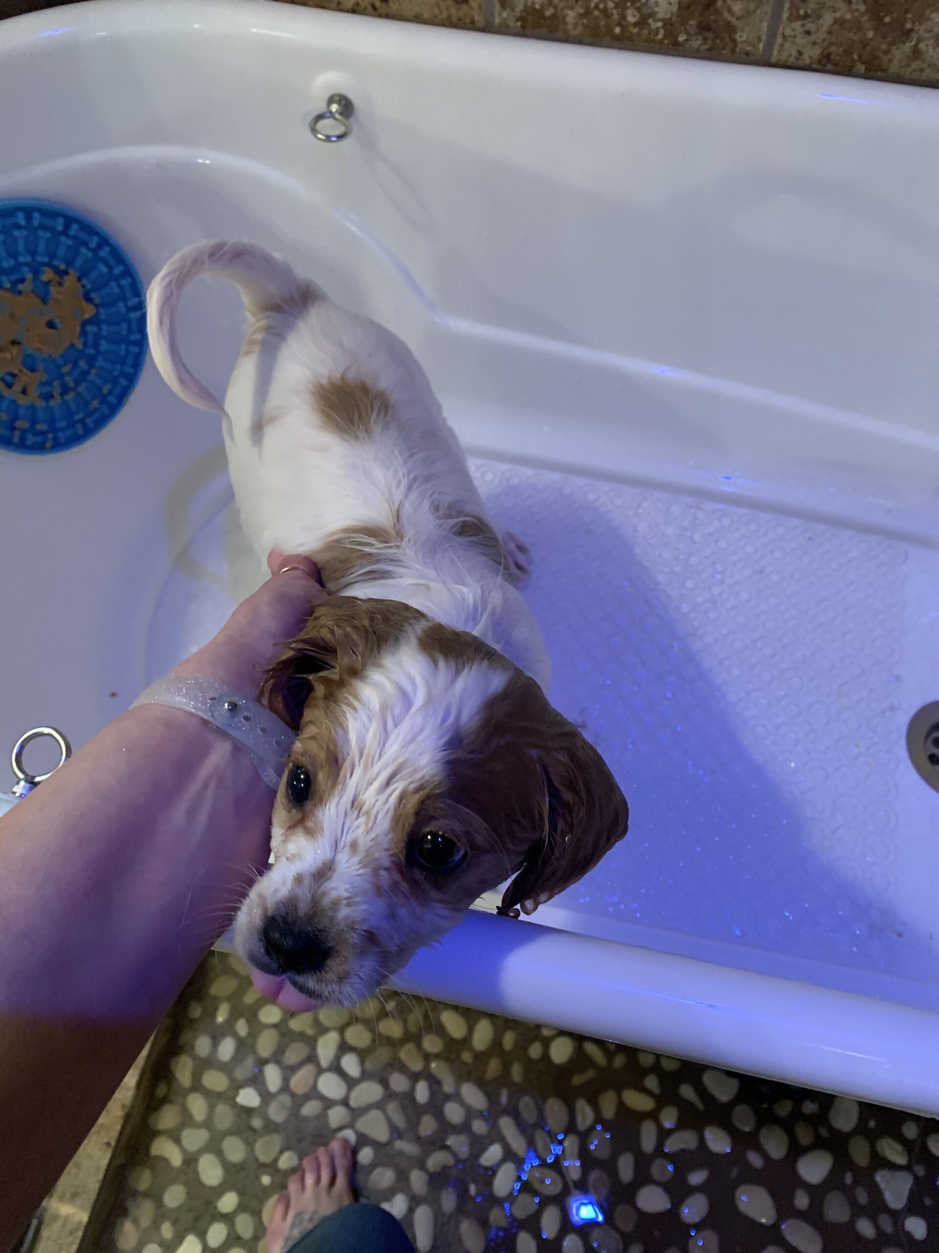 Dog Grooming Plastic Free Standing Bathtub for Small & Medium Sized Pets, for Indoor & Outdoor customer photo 2