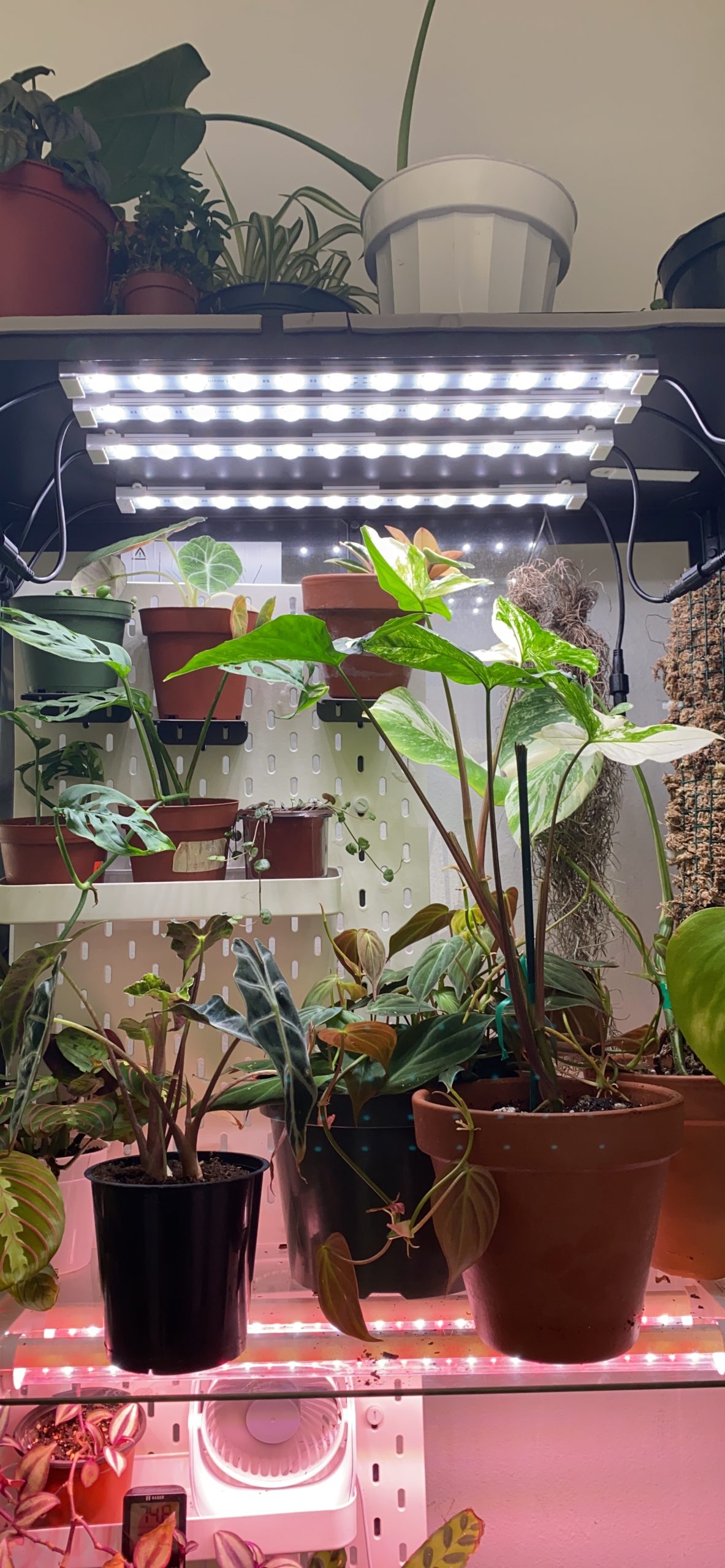 Grow LED Light Strip Kits for Plants, 36W with Timer, Full Spectrum White Grow Lights, Easy Installation. Good for Indoor Plants Grow Shelf, Greenhouse, Grow Cabinets customer photo 2