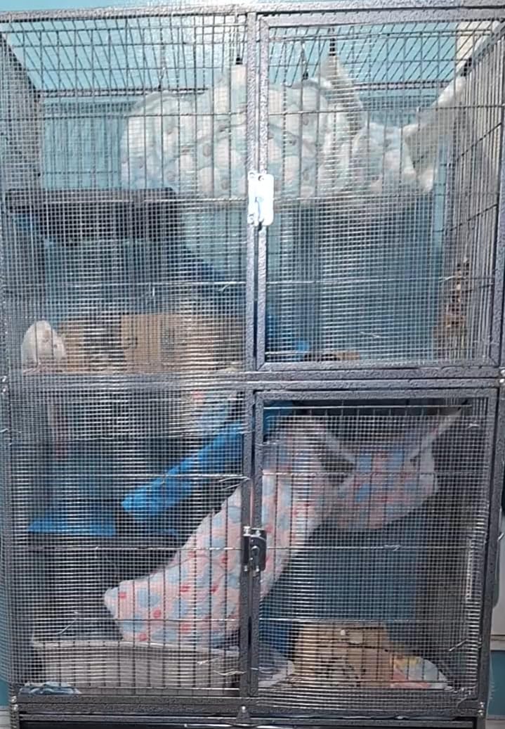 Yaheetech 54'' Rolling Ferret Cage Large 4-Tiers Chinchilla Cage Small Animal Cage for Adult Rats/Guinea Pigs/Chinchilla/Sugar Glider w/ 2 Removable Ramps/Hammock, Black customer photo 2