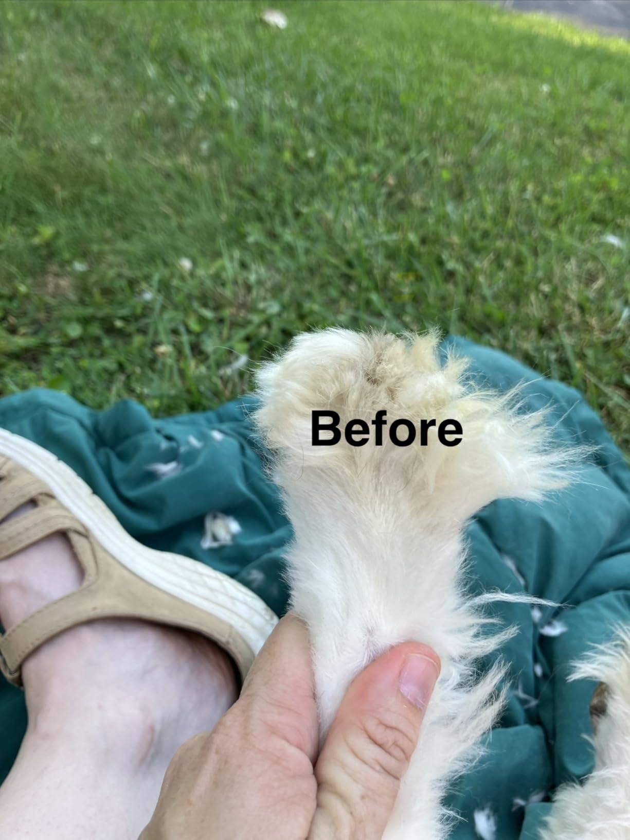 oneisall Dog Clippers and Paw Trimmer Kit for Small Large Dogs Cats | Low Noise, Powerful Motor, Cordless & Long Battery Life, Simple for Beginners, 6 Guide Combs, Removable & Rinsable Blade customer photo 1