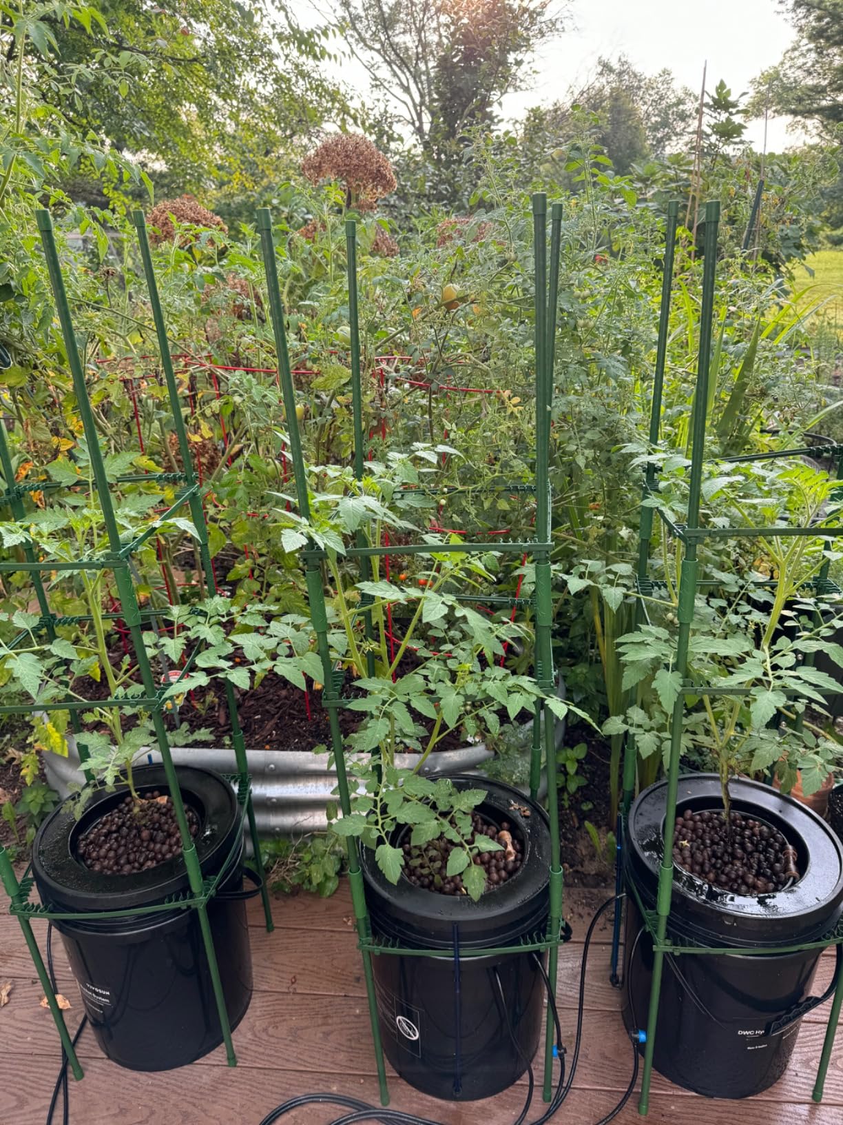 VIVOSUN DWC Hydroponics Grow System with Top Drip Kit, 5-Gallon Deep Water Culture, Recirculating Drip Garden System with Multi-Purpose Air Hose, Air Pump, and Air Stone (4 Buckets + Top Drip Kit) customer photo 2